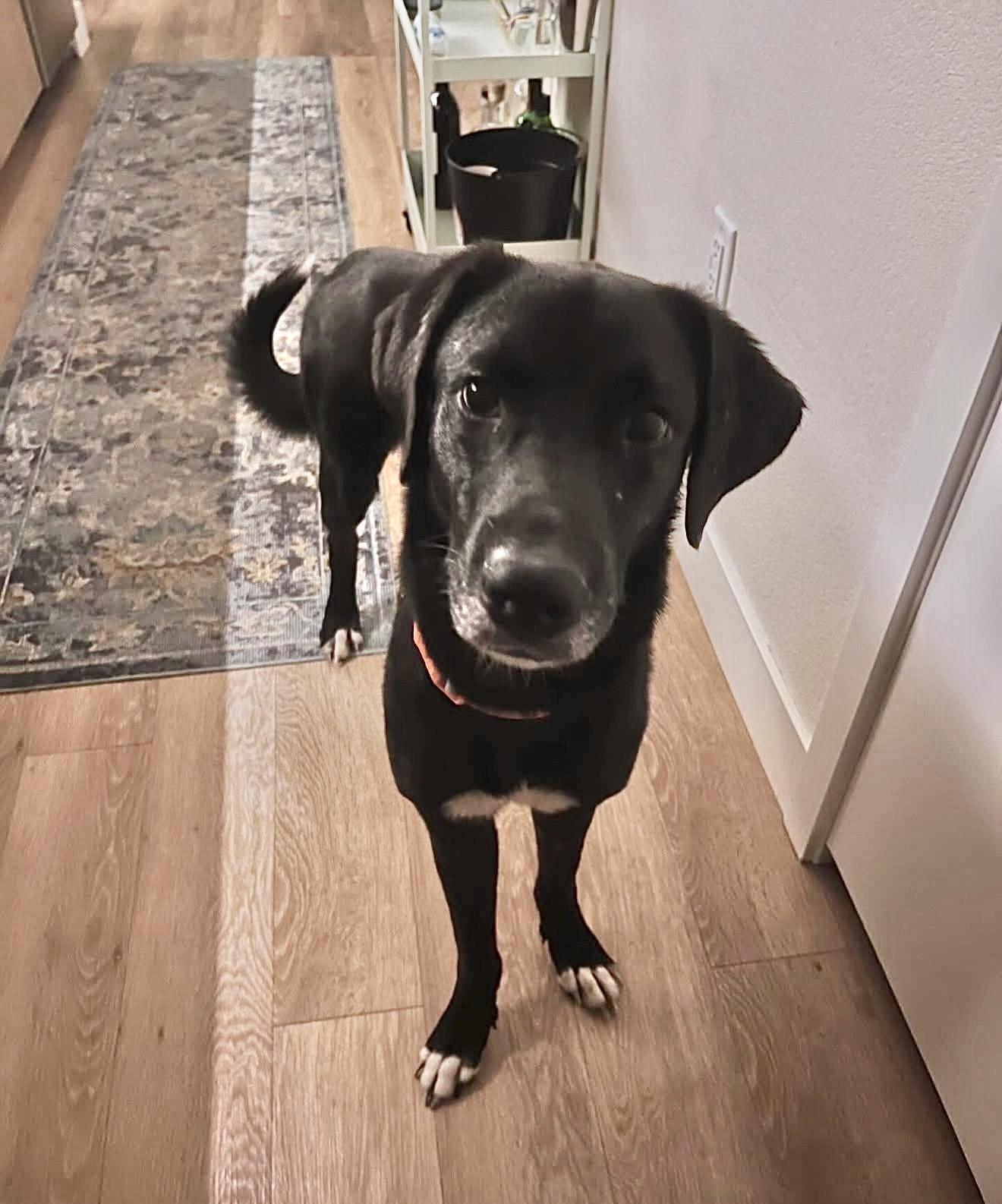 Enlarge Brew, a Adoptable mixed breed in Commerce City, CO image 3/6