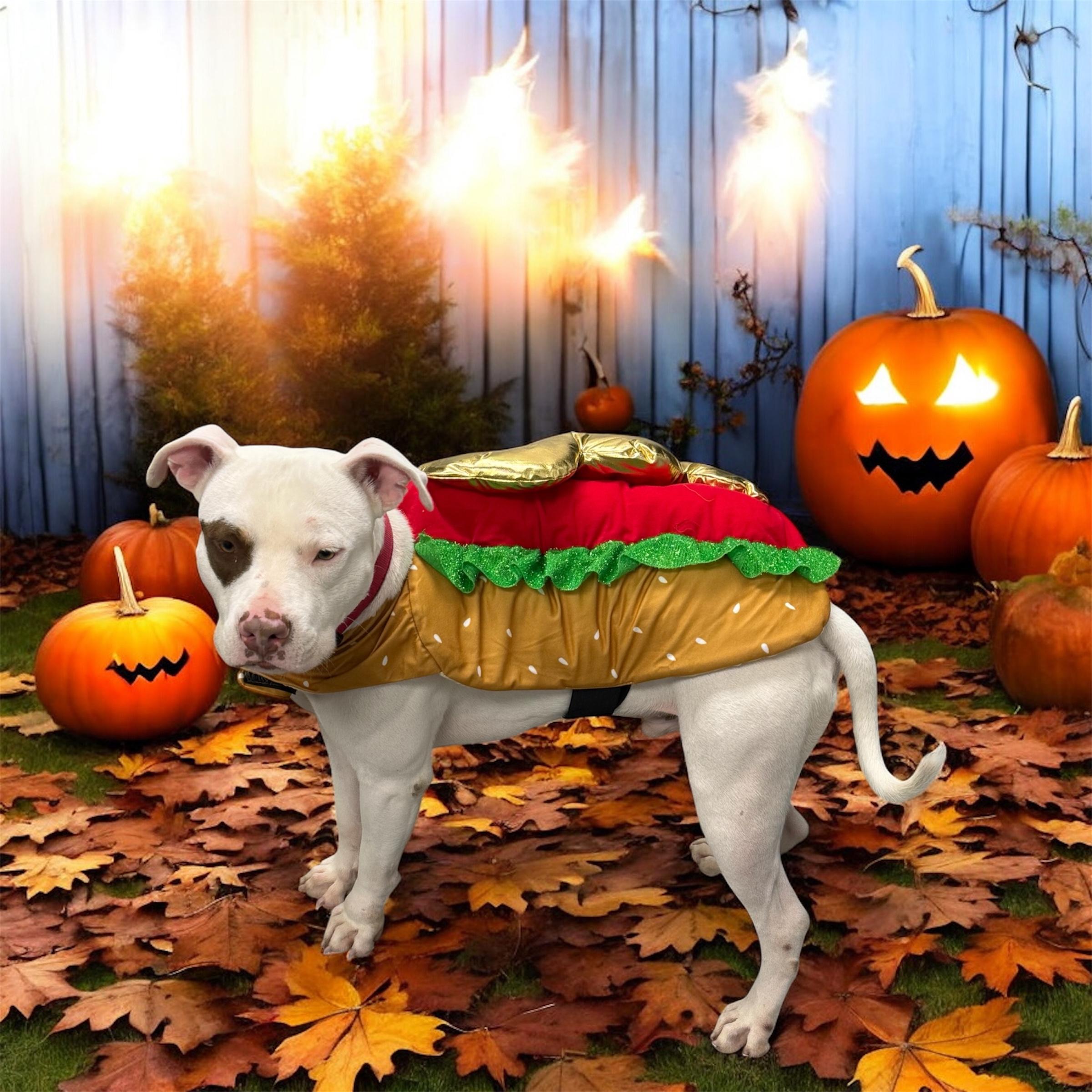 Enlarge Diesel, a Adoptable mixed breed in Denver , CO image 2/5