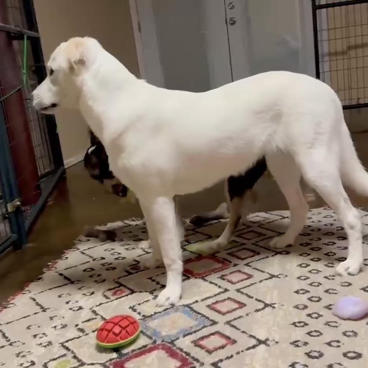 Enlarge Mabel, a ADOPTABLE mixed breed in Hatfield, PA image 4/5