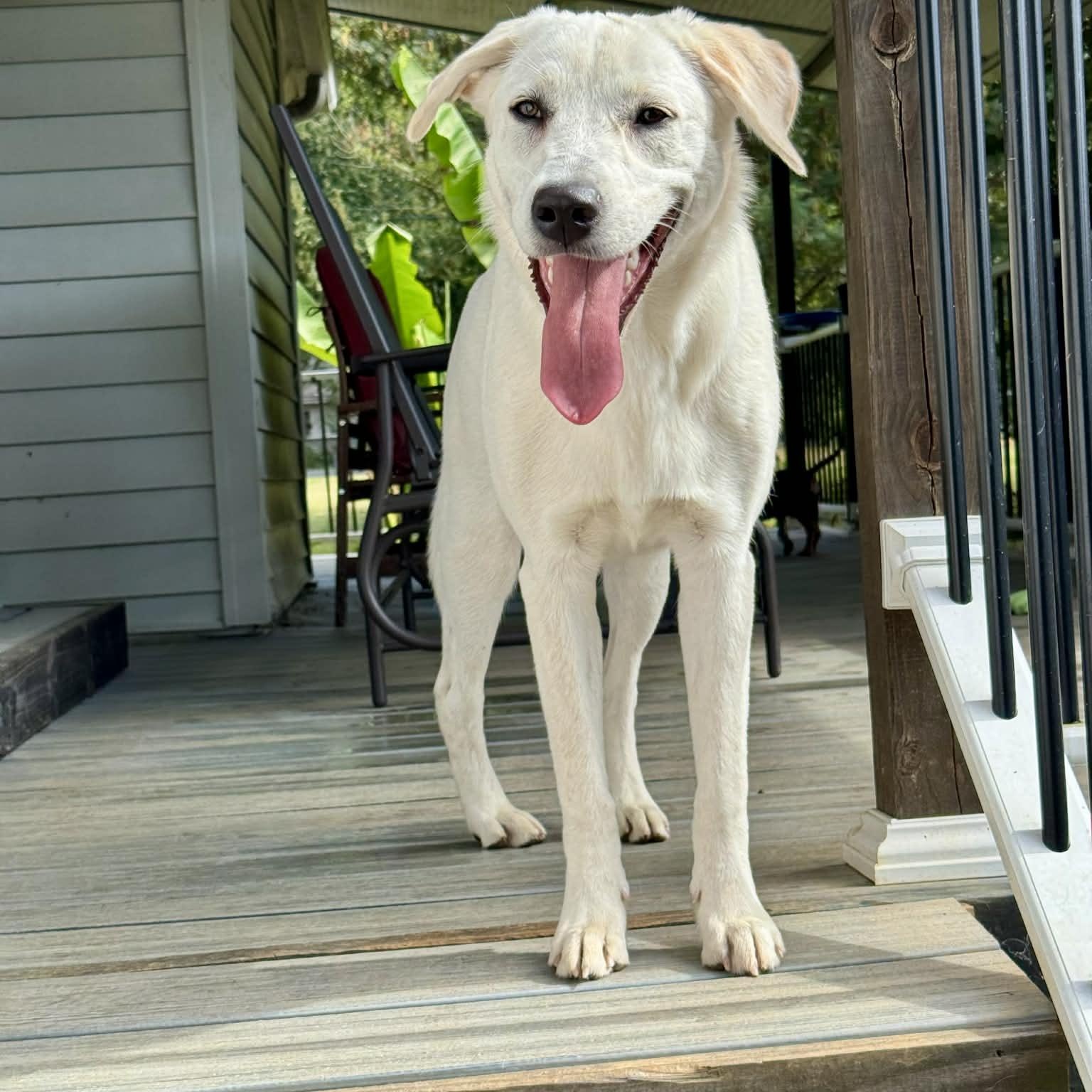 Enlarge Mabel, a ADOPTABLE mixed breed in Hatfield, PA image 2/5