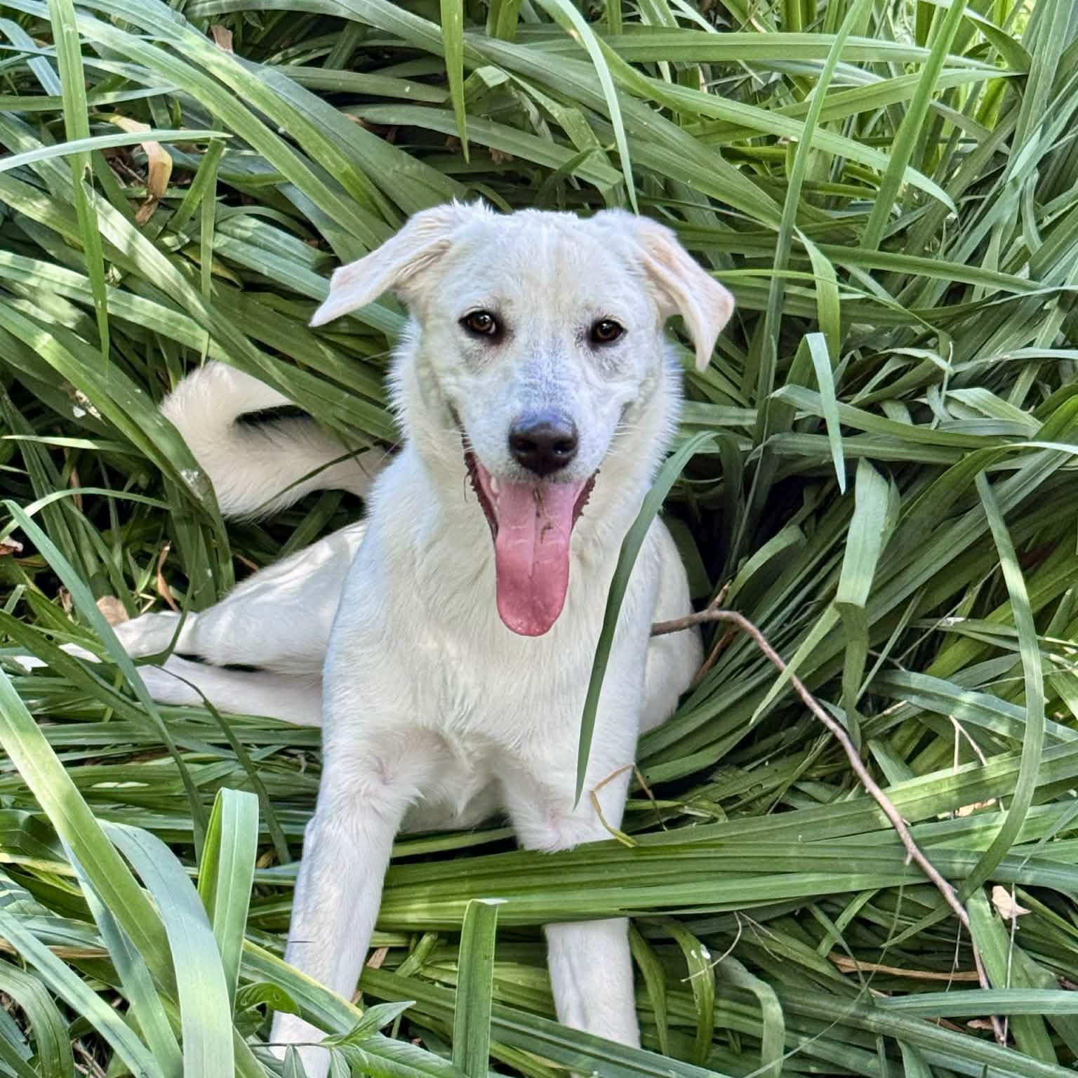 Enlarge Mabel, a ADOPTABLE mixed breed in Hatfield, PA image 1/5
