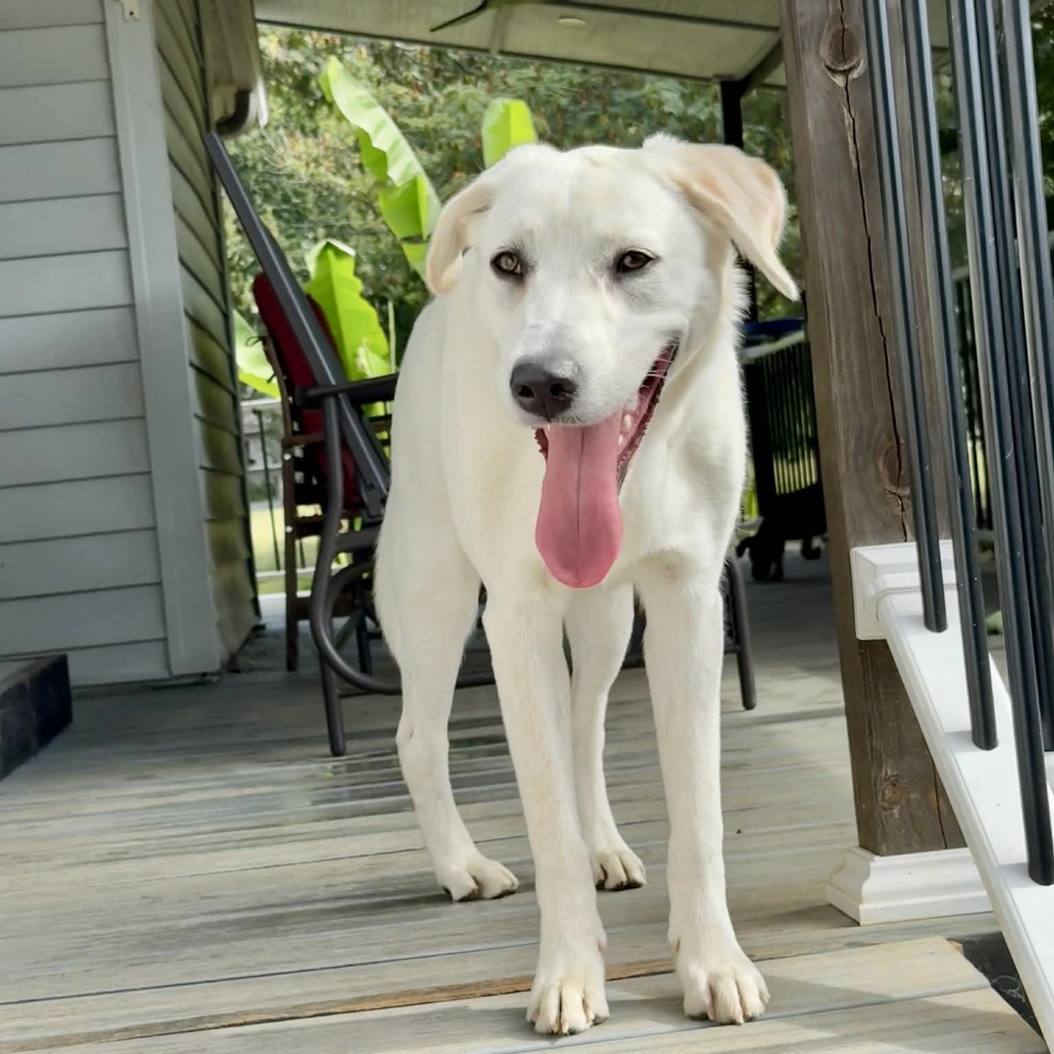 Enlarge Mabel, a ADOPTABLE mixed breed in Hatfield, PA image 5/5