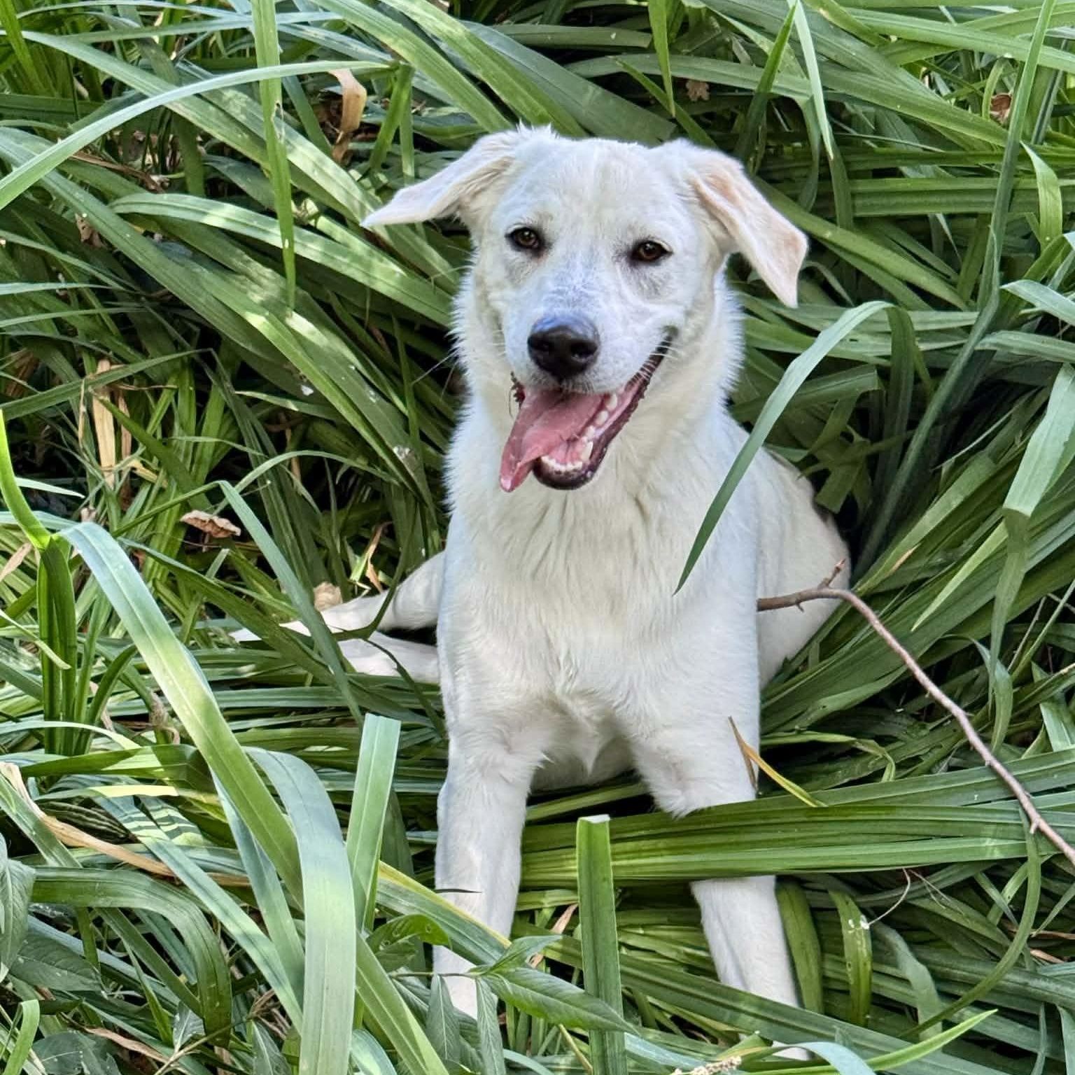 Enlarge Mabel, a ADOPTABLE mixed breed in Hatfield, PA image 3/5