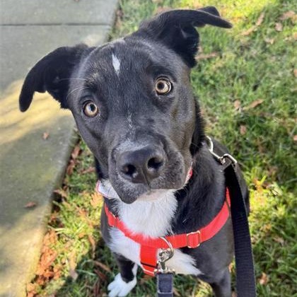 Enlarge Marvin, a Adoptable Mixed Breed in Santa Cruz, CA image 1/5