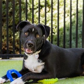 Enlarge Marvin, a Adoptable Mixed Breed in Santa Cruz, CA image 2/5