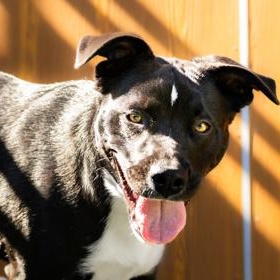 Enlarge Marvin, a Adoptable Mixed Breed in Santa Cruz, CA image 3/5