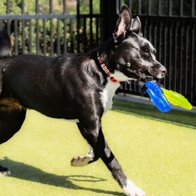 Enlarge Marvin, a Adoptable Mixed Breed in Santa Cruz, CA image 4/5