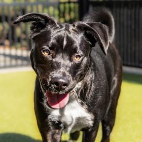 Enlarge Marvin, a Adoptable Mixed Breed in Santa Cruz, CA image 5/5