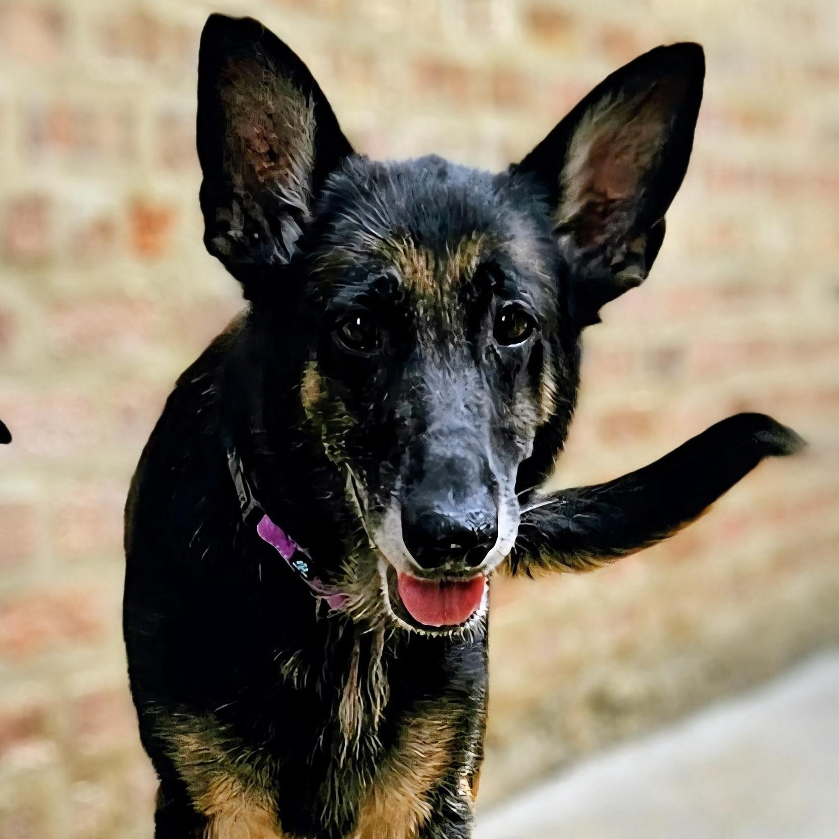 Skylar (Sweet!) , a ADOPTABLE German Shepherd Dog in Chicago, IL image 4/6