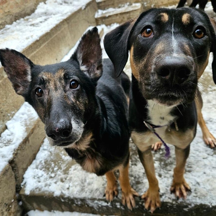 Skylar (Sweet!) , a ADOPTABLE German Shepherd Dog in Chicago, IL image 3/6