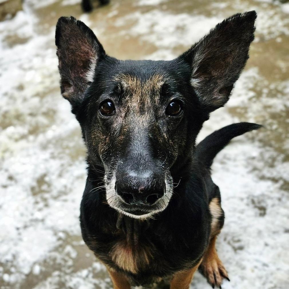 Skylar (Sweet!) , a ADOPTABLE German Shepherd Dog in Chicago, IL image 2/6
