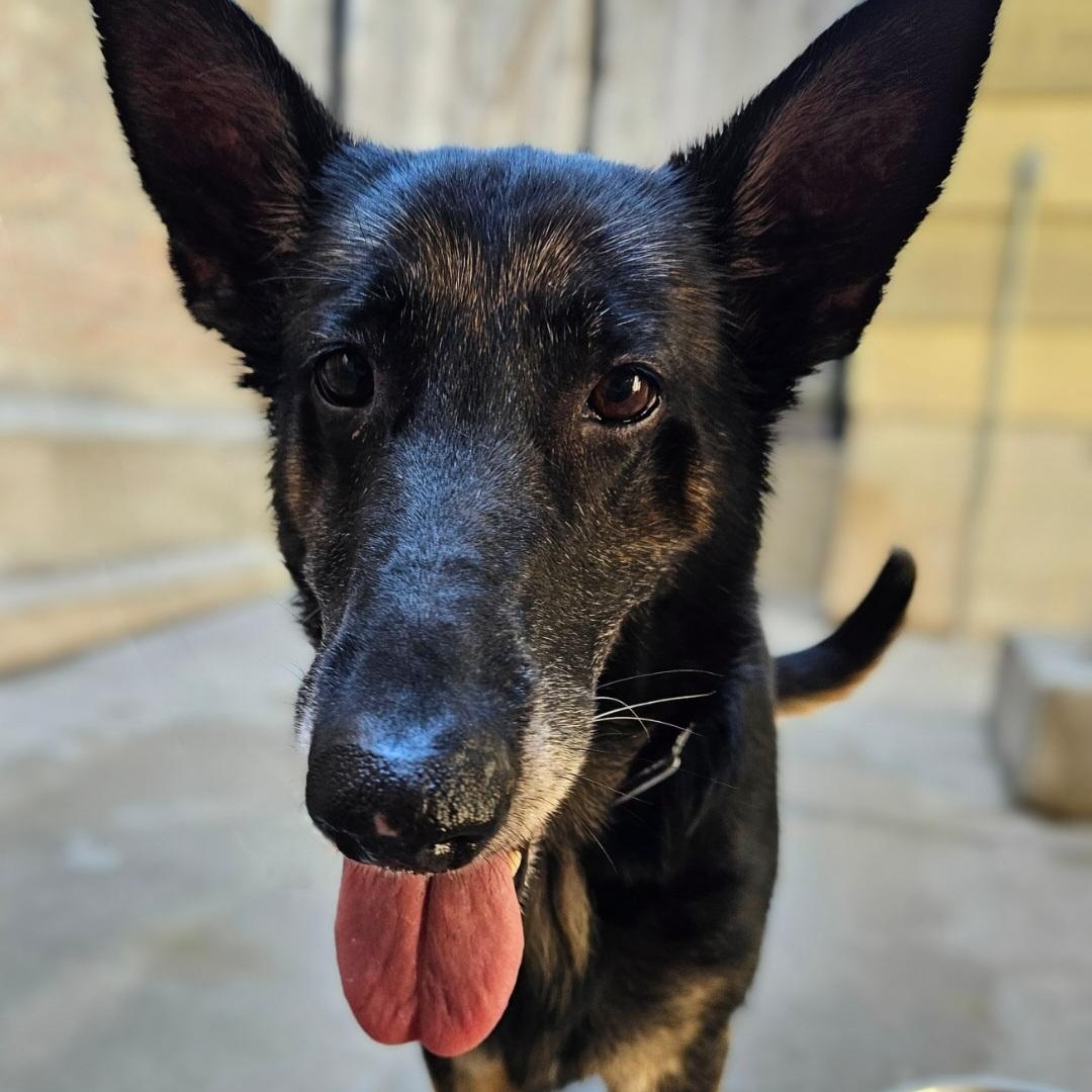 Skylar (Sweet!) , a ADOPTABLE German Shepherd Dog in Chicago, IL image 5/6