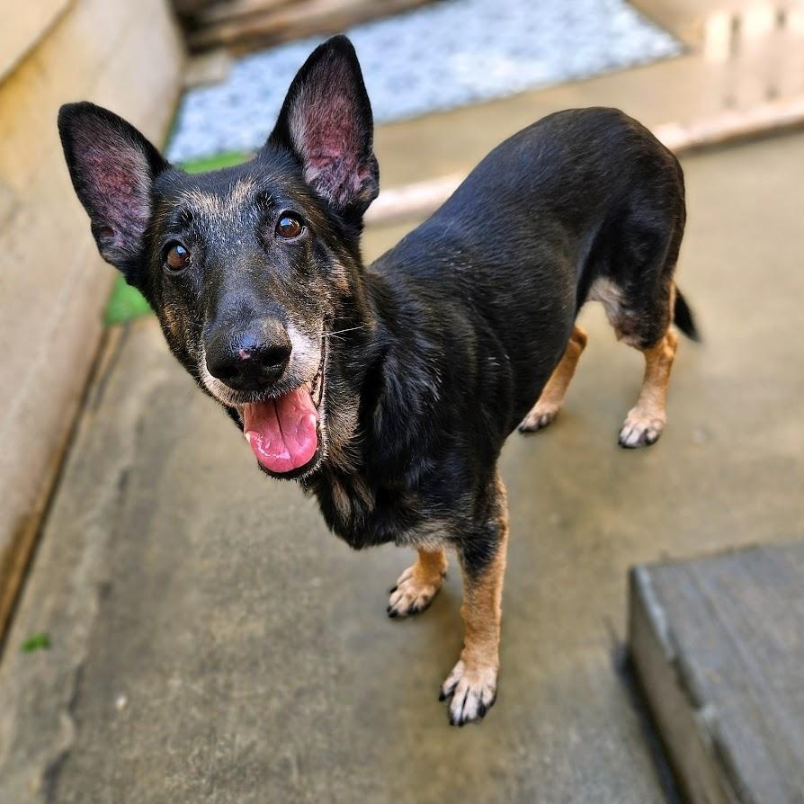 Skylar (Sweet!) , ADOPTABLE, Adult Female German Shepherd Dog.