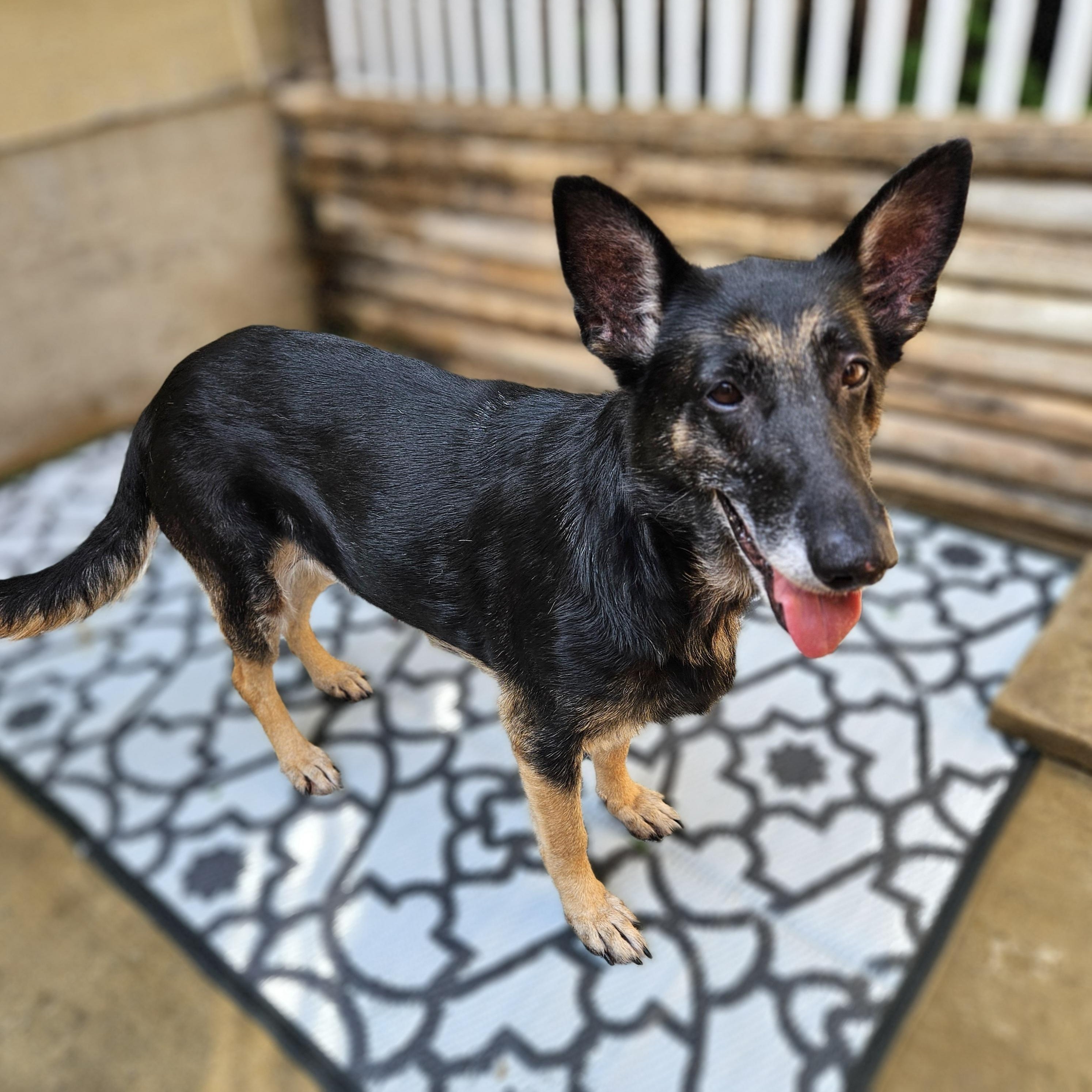 Skylar (Sweet!) , a ADOPTABLE German Shepherd Dog in Chicago, IL image 6/6