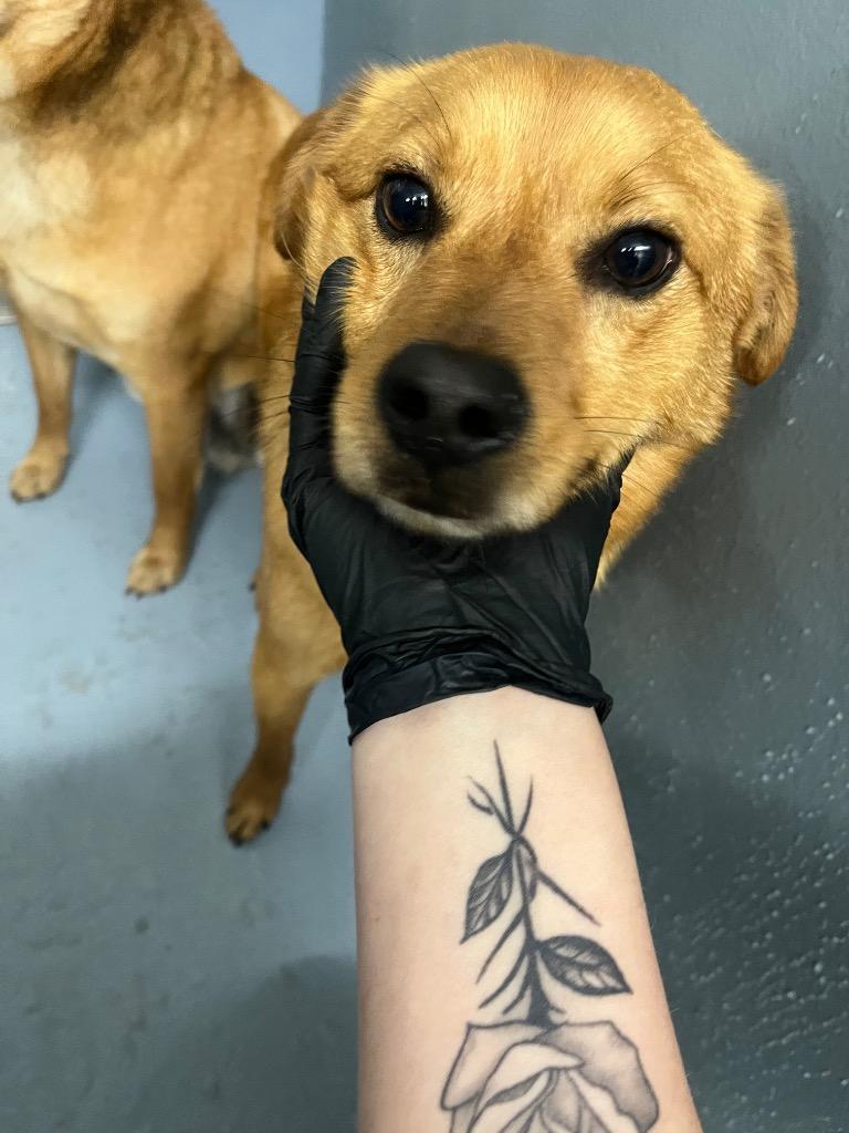 Chong, Adoptable, Young Male Mixed Breed.