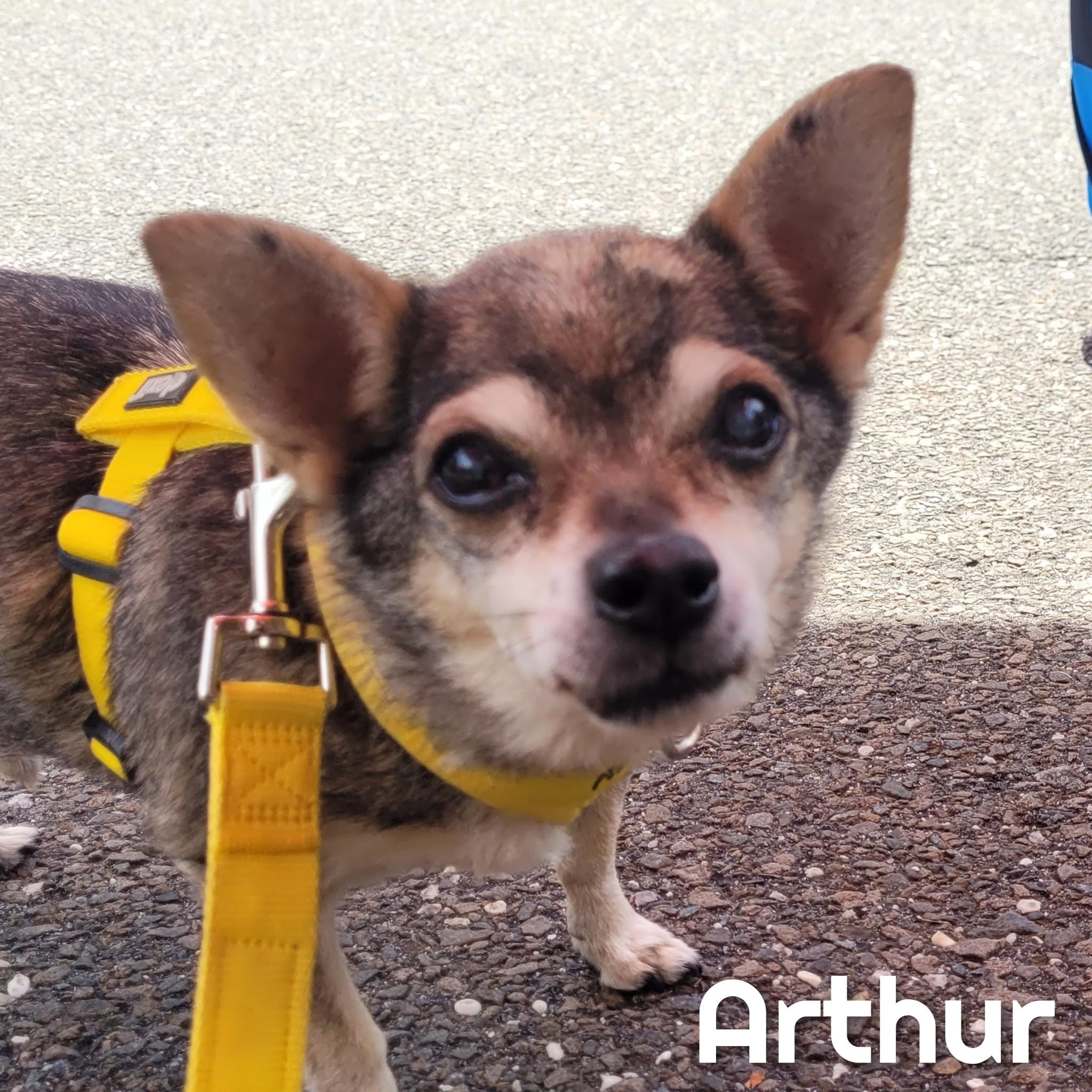 Arthur, a Adoptable Chihuahua in Bayside, NY image 1/4