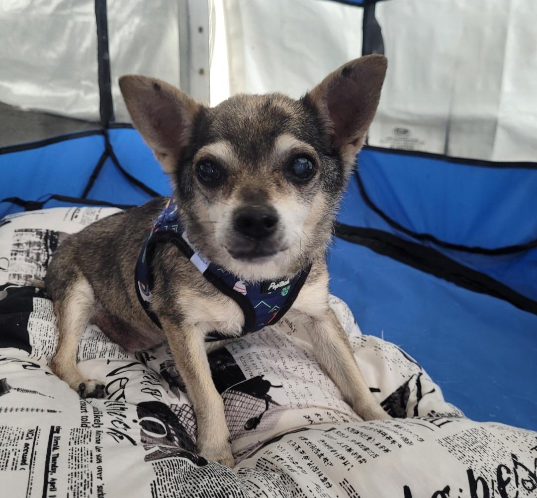 Arthur, a Adoptable Chihuahua in Bayside, NY image 2/4