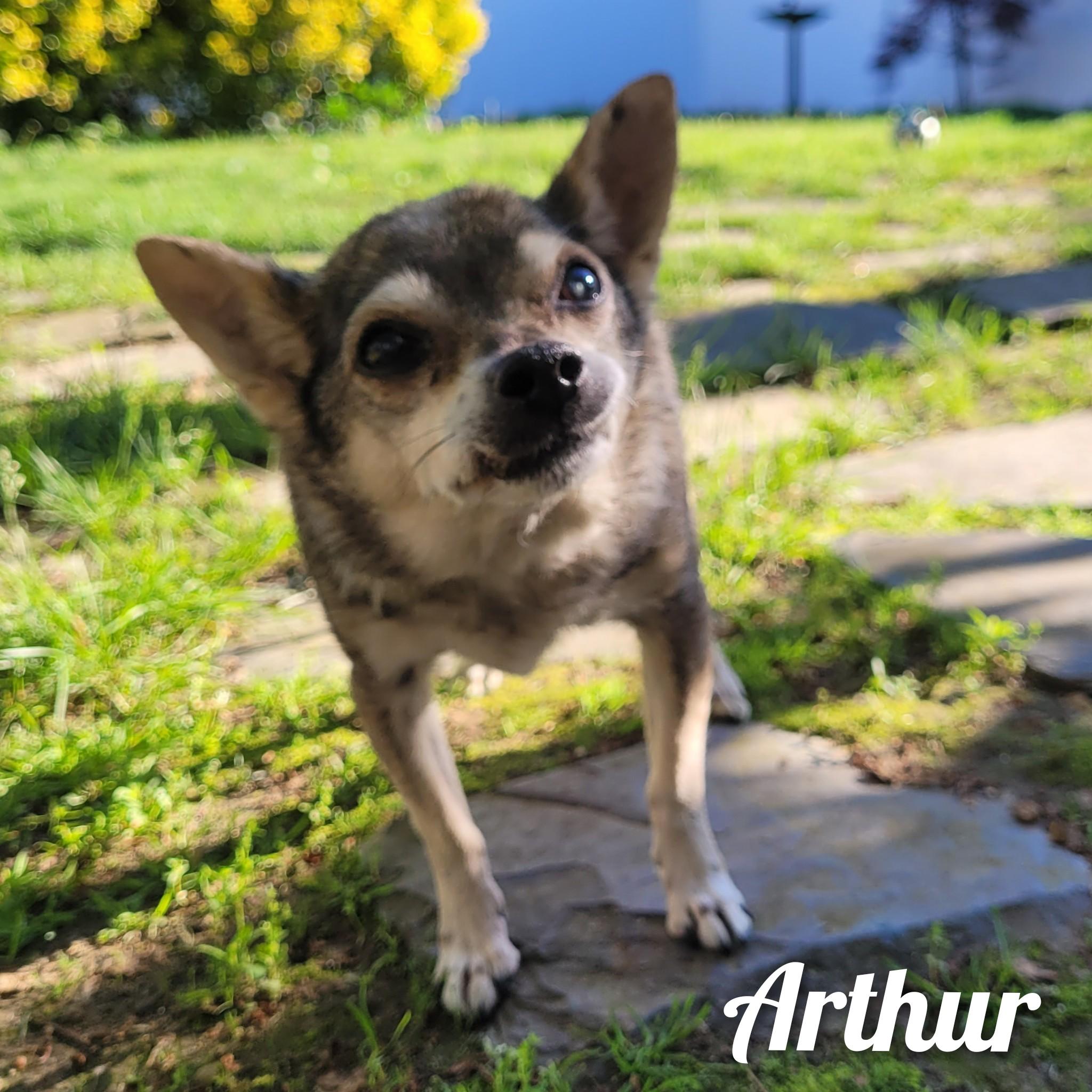 Arthur, a Adoptable Chihuahua in Bayside, NY image 3/4