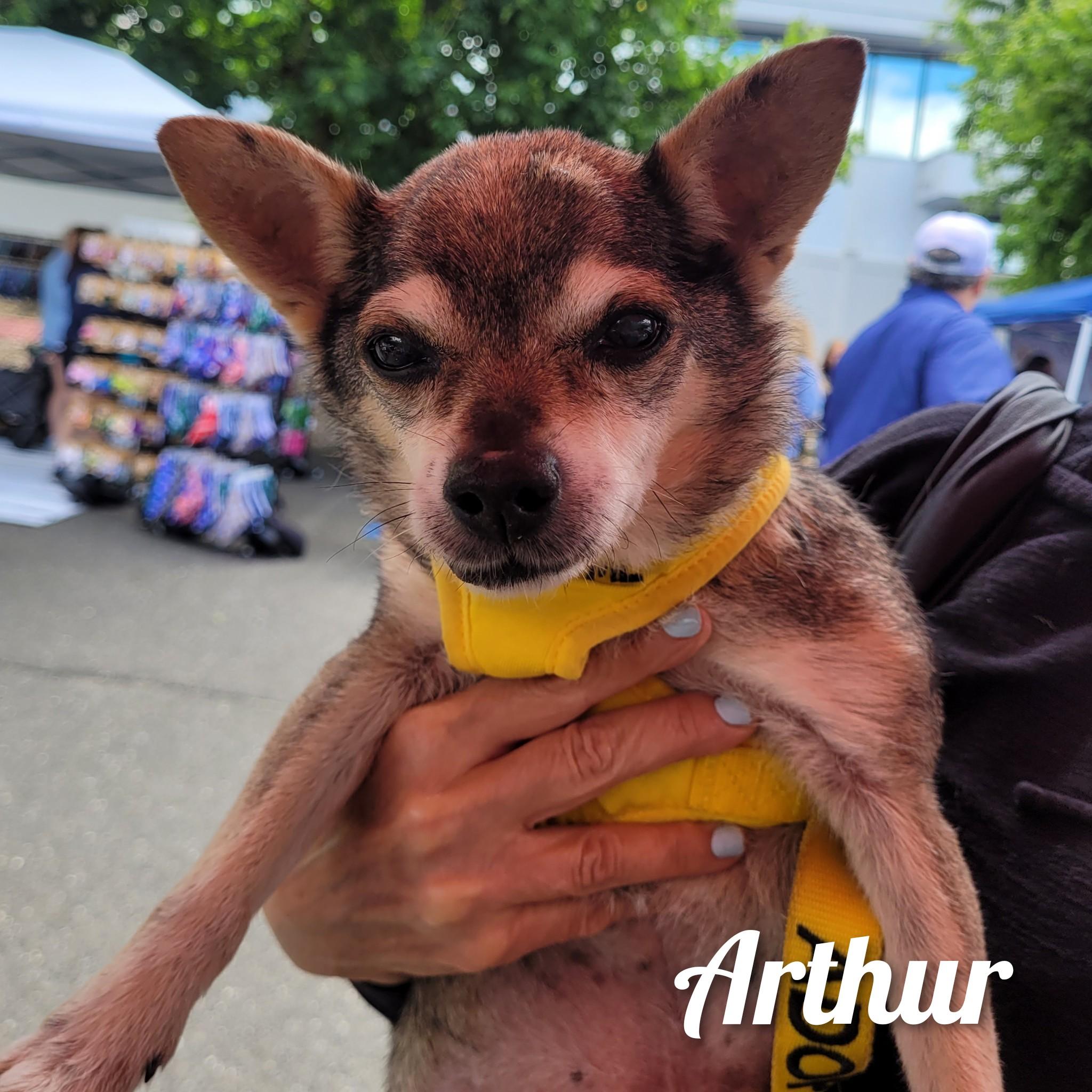 Arthur, a Adoptable Chihuahua in Bayside, NY image 4/4