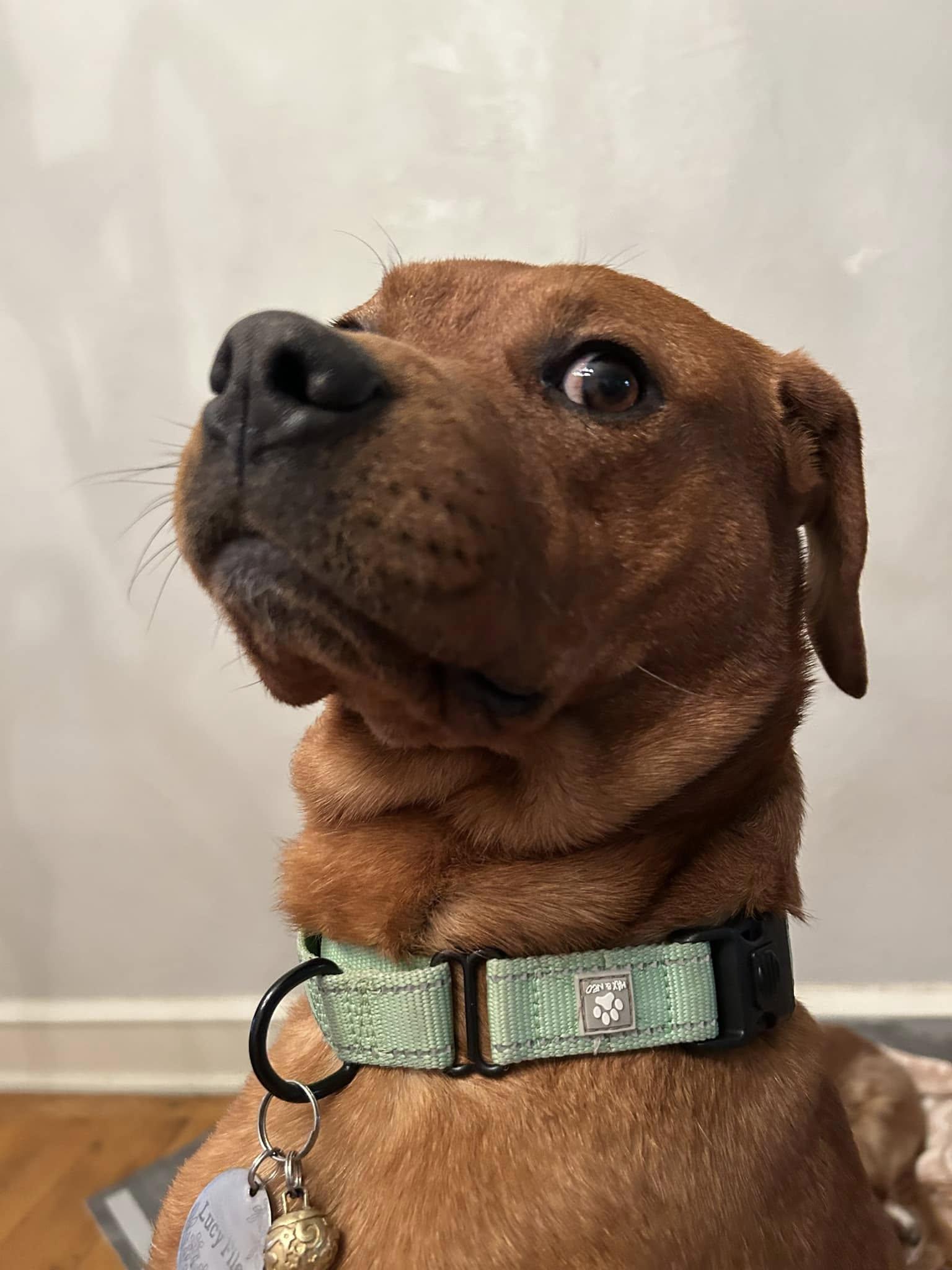 Max, Adopted, Young Male Redbone Coonhound.