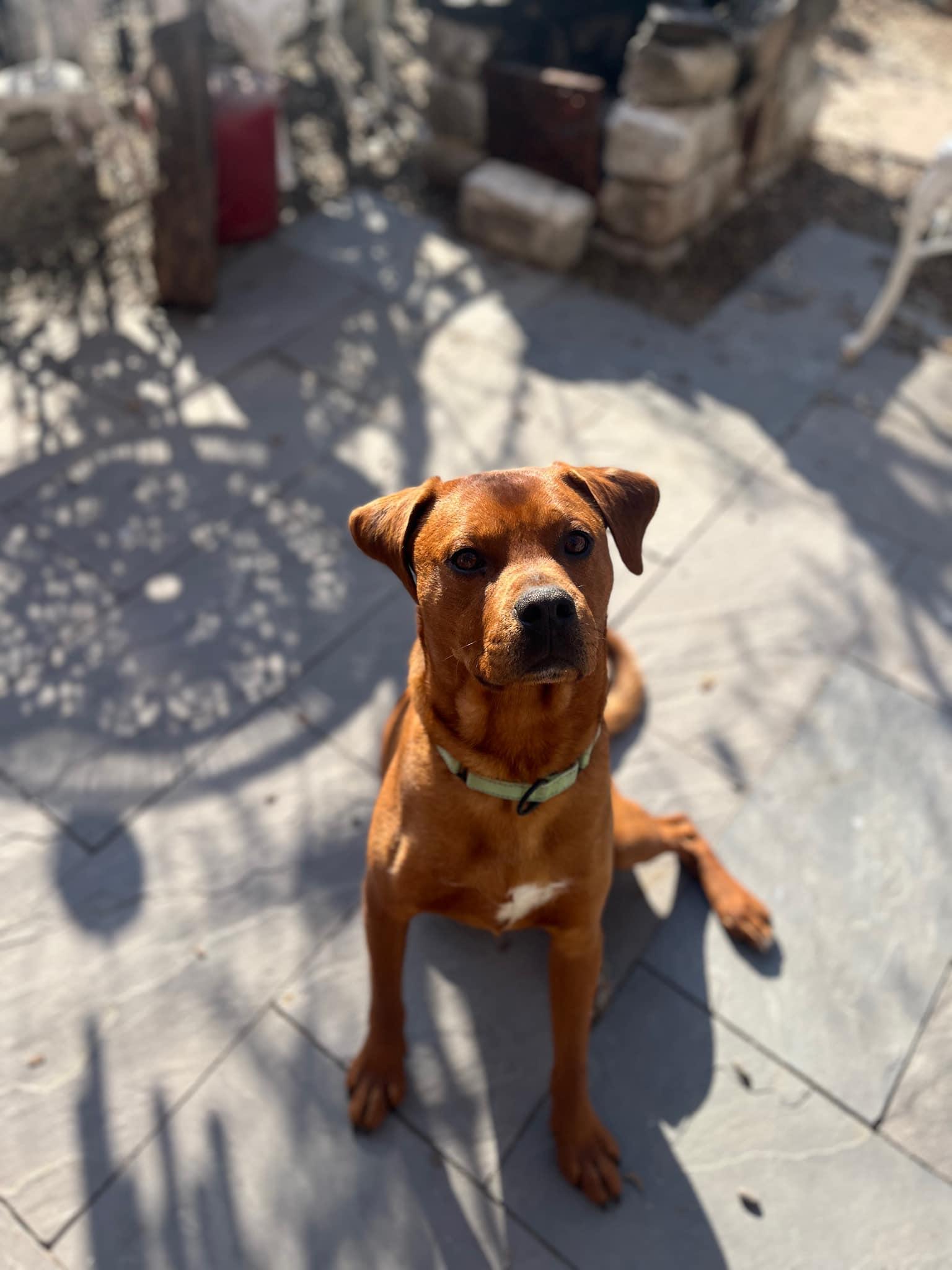 Enlarge Max, a Adopted Redbone Coonhound in Glenmoore, PA image 2/3