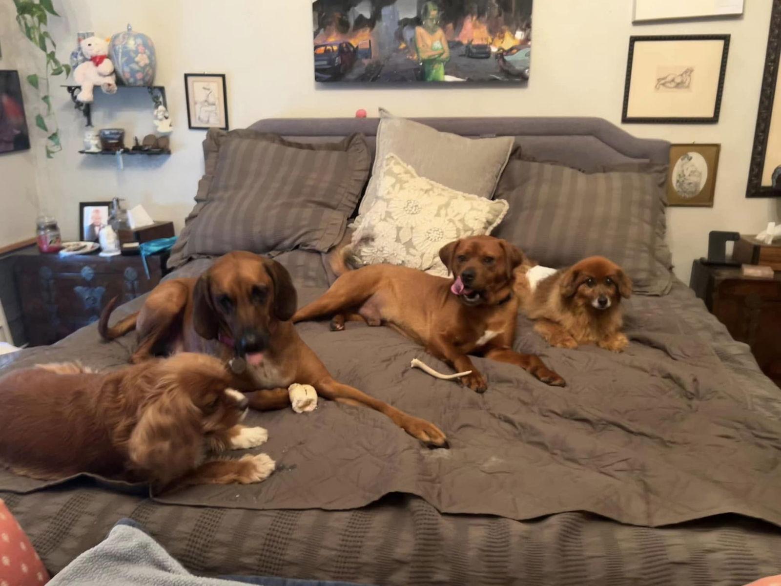 Enlarge Max, a Adopted Redbone Coonhound in Glenmoore, PA image 3/3