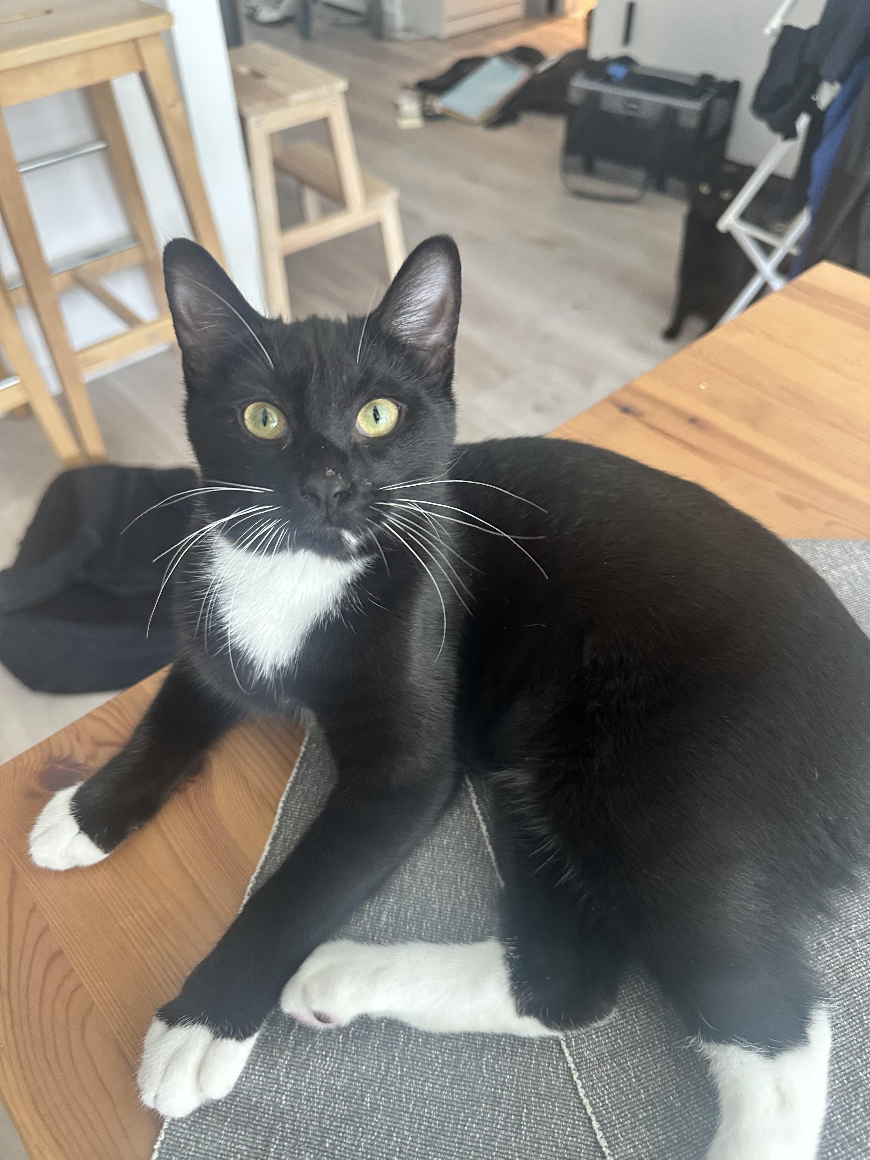 Enlarge Matte, a ADOPTABLE Domestic Short Hair in Brooklyn, NY image 3/4