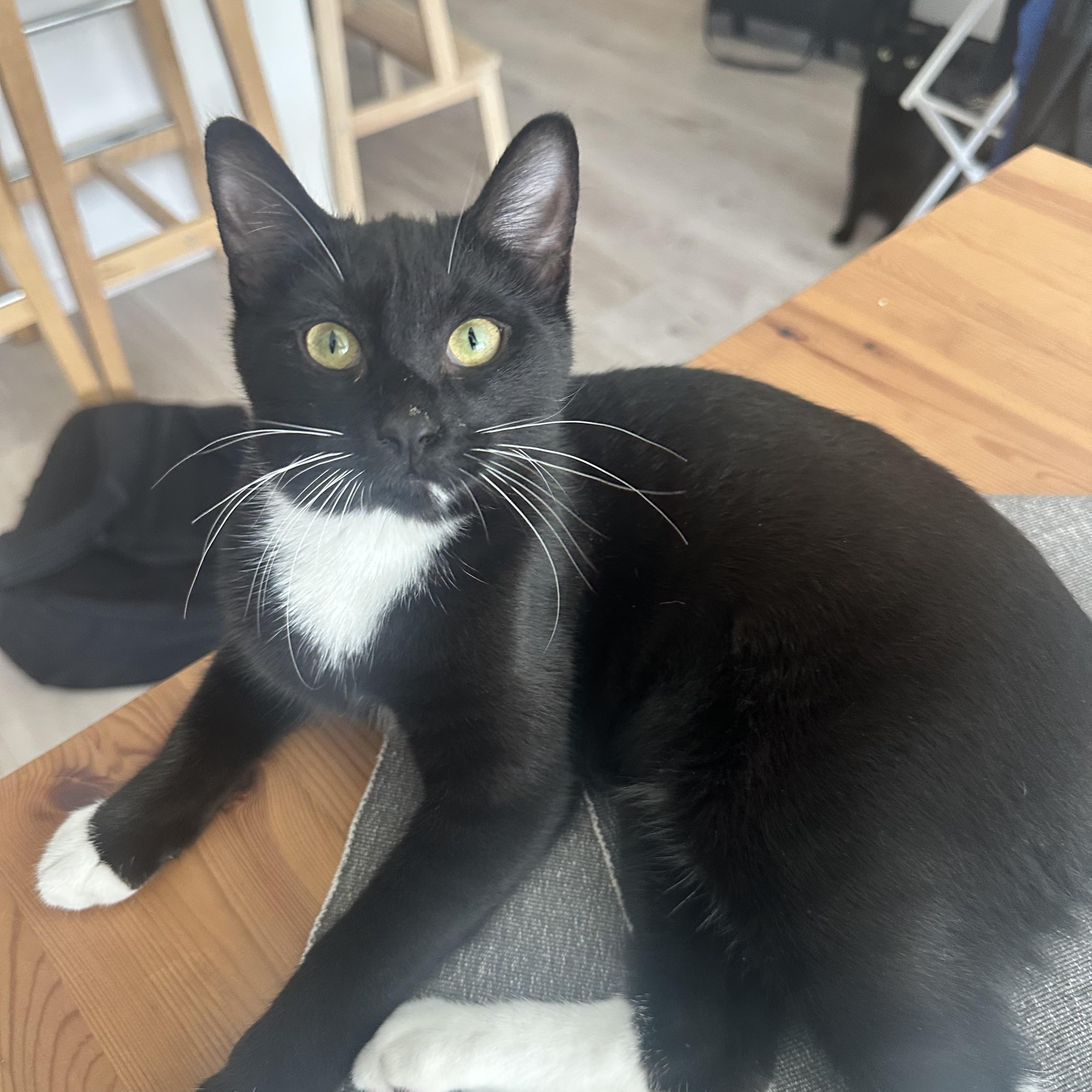 Enlarge Matte, a Adoptable Domestic Short Hair in Brooklyn, NY image 4/4