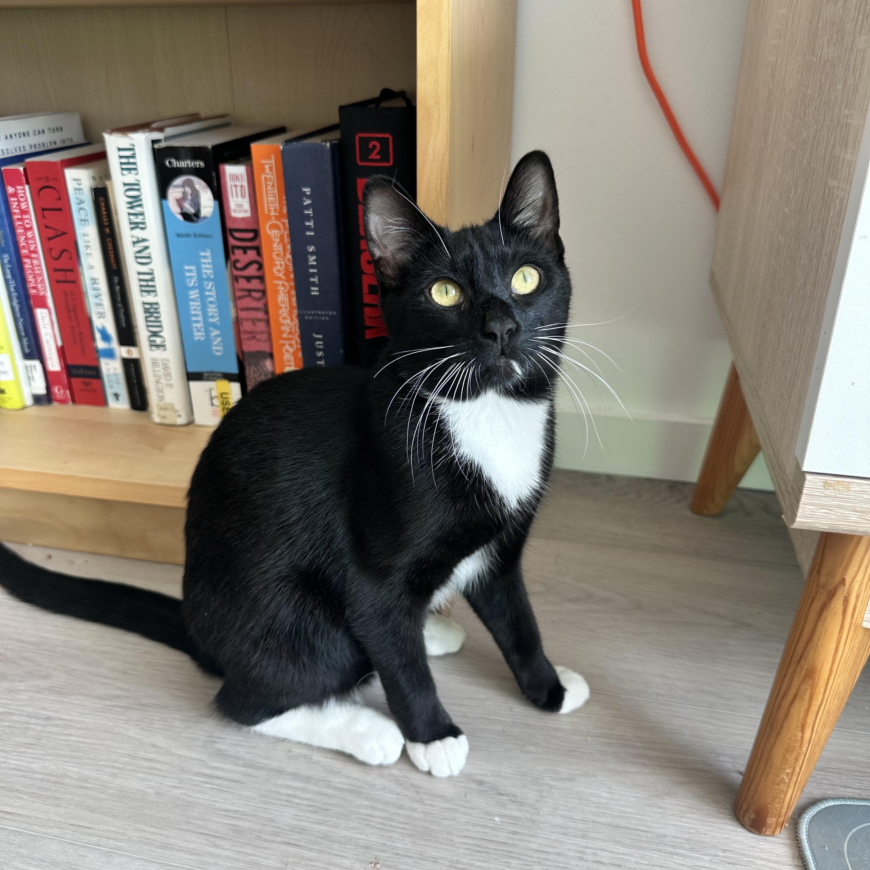 Enlarge Matte, a Adoptable Domestic Short Hair in Brooklyn, NY image 2/4