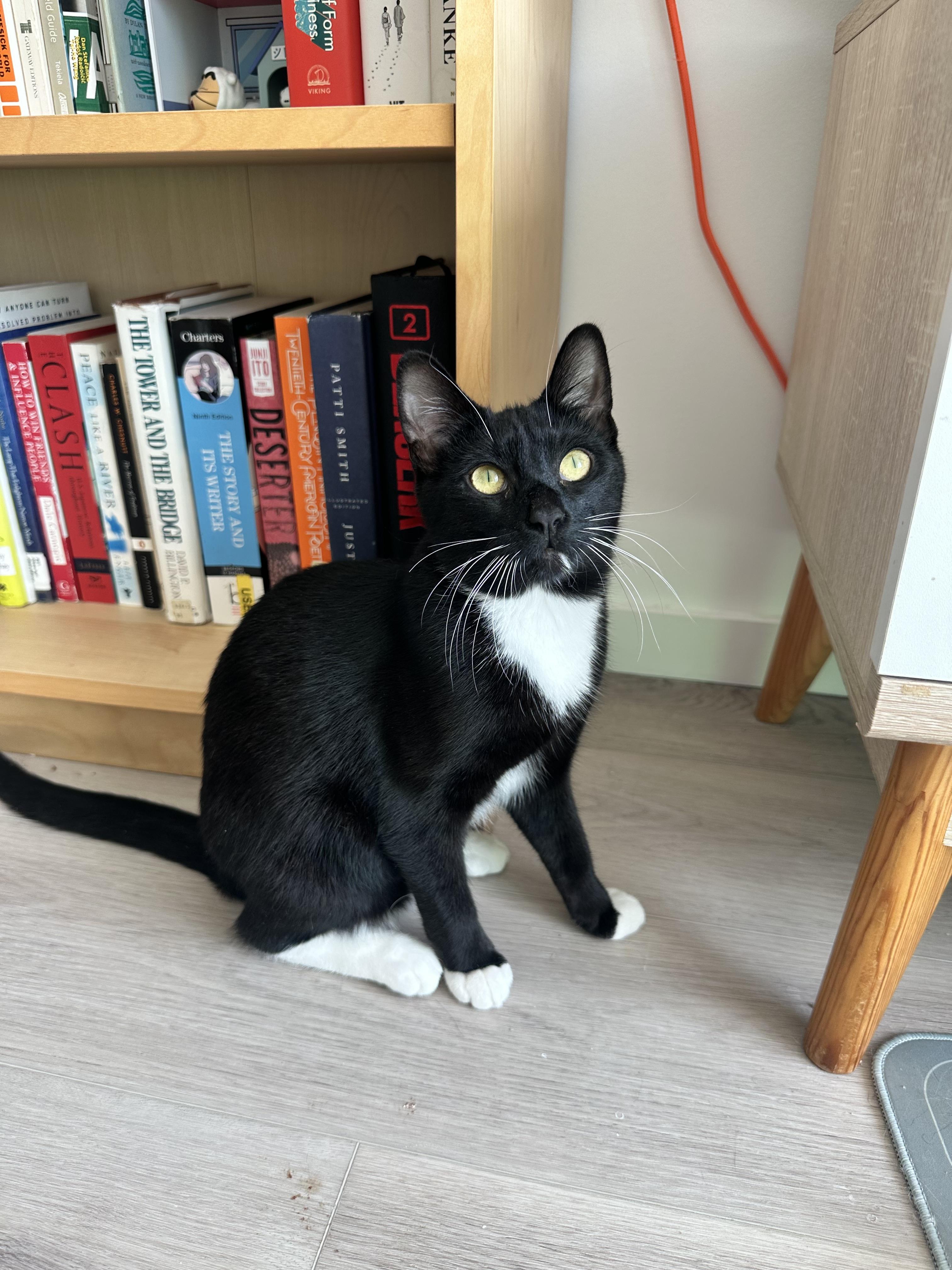 Enlarge Matte, a ADOPTABLE Domestic Short Hair in Brooklyn, NY image 1/4