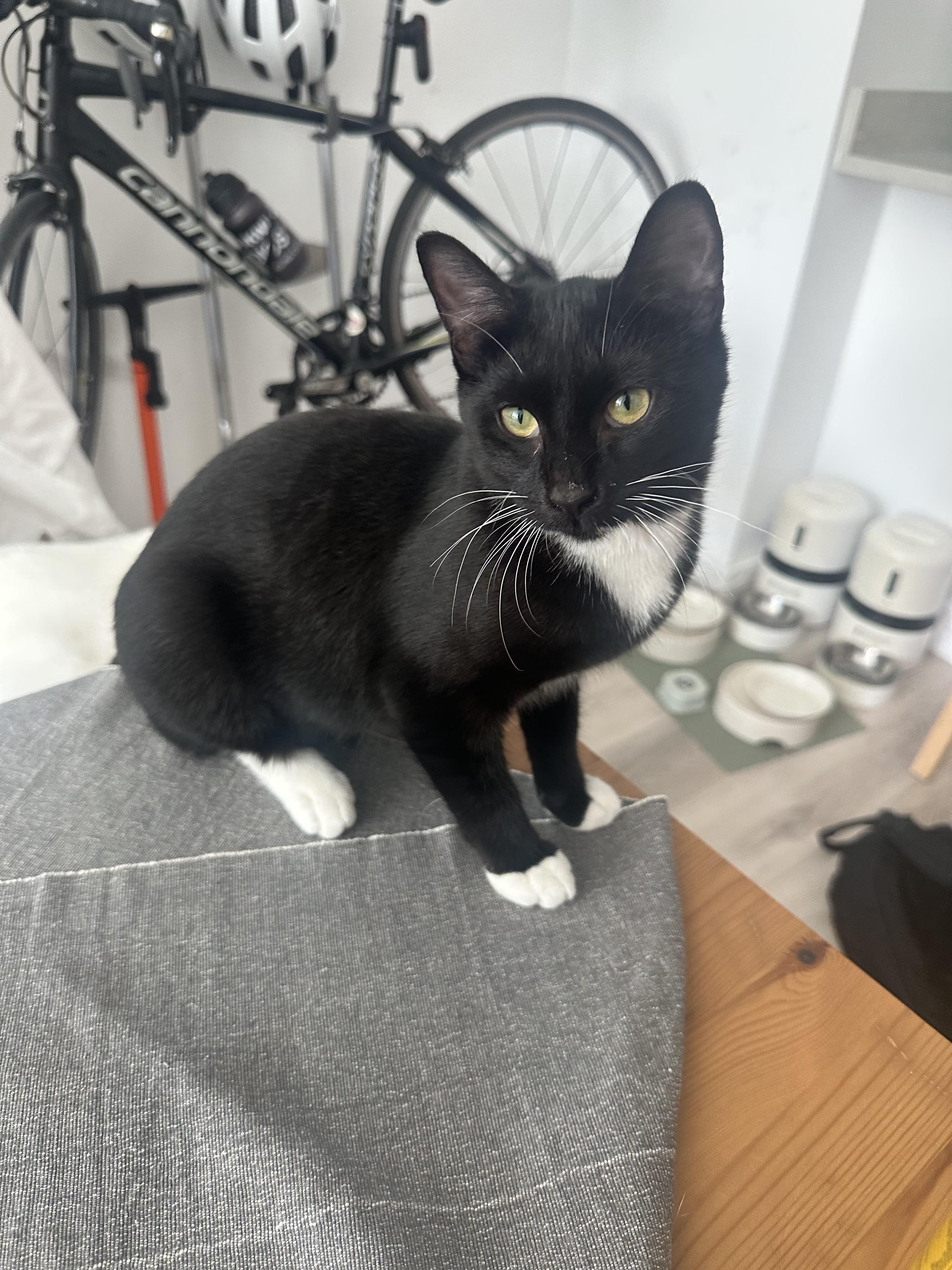 Enlarge Matte, a ADOPTABLE Domestic Short Hair in Brooklyn, NY image 4/4