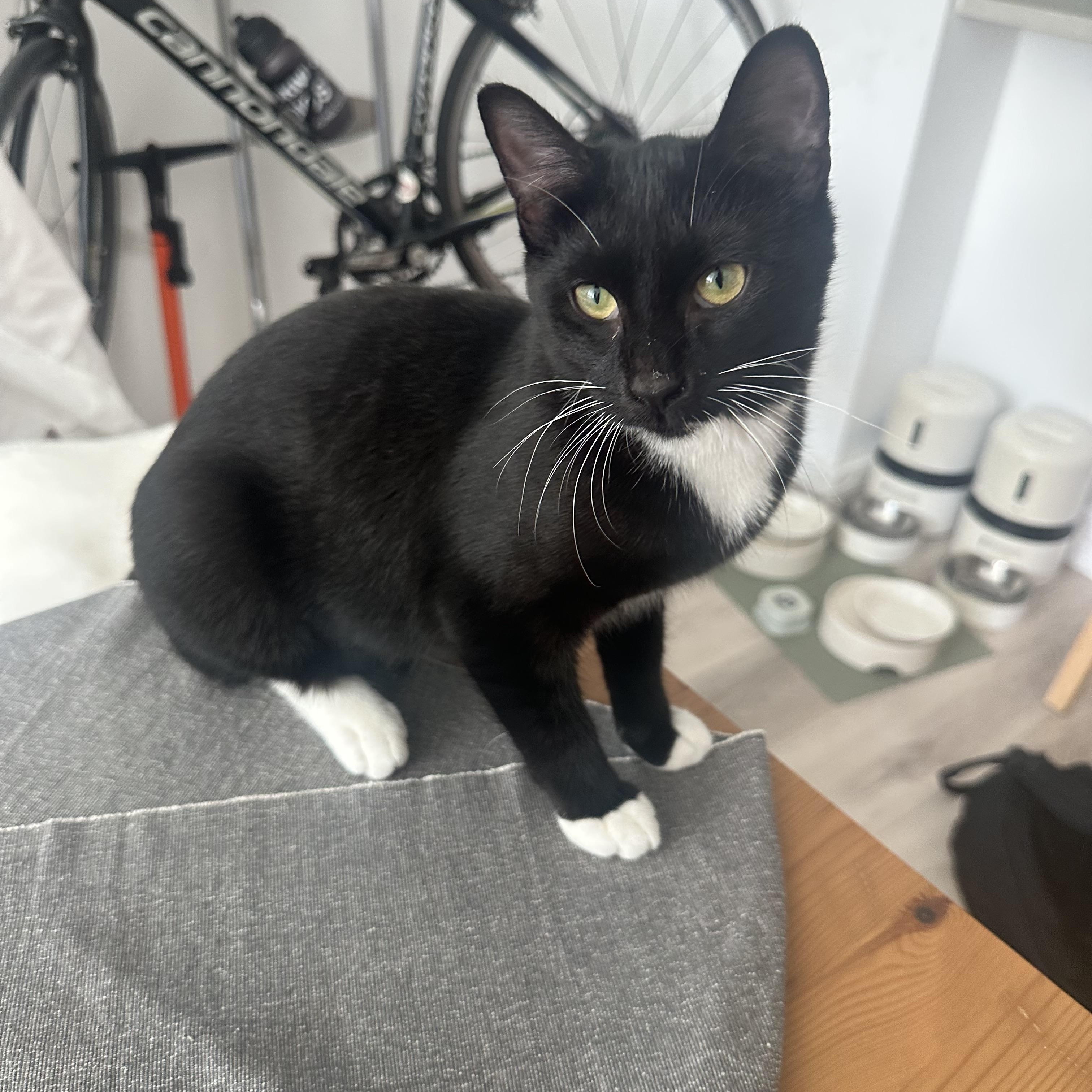 Enlarge Matte, a Adoptable Domestic Short Hair in Brooklyn, NY image 3/4