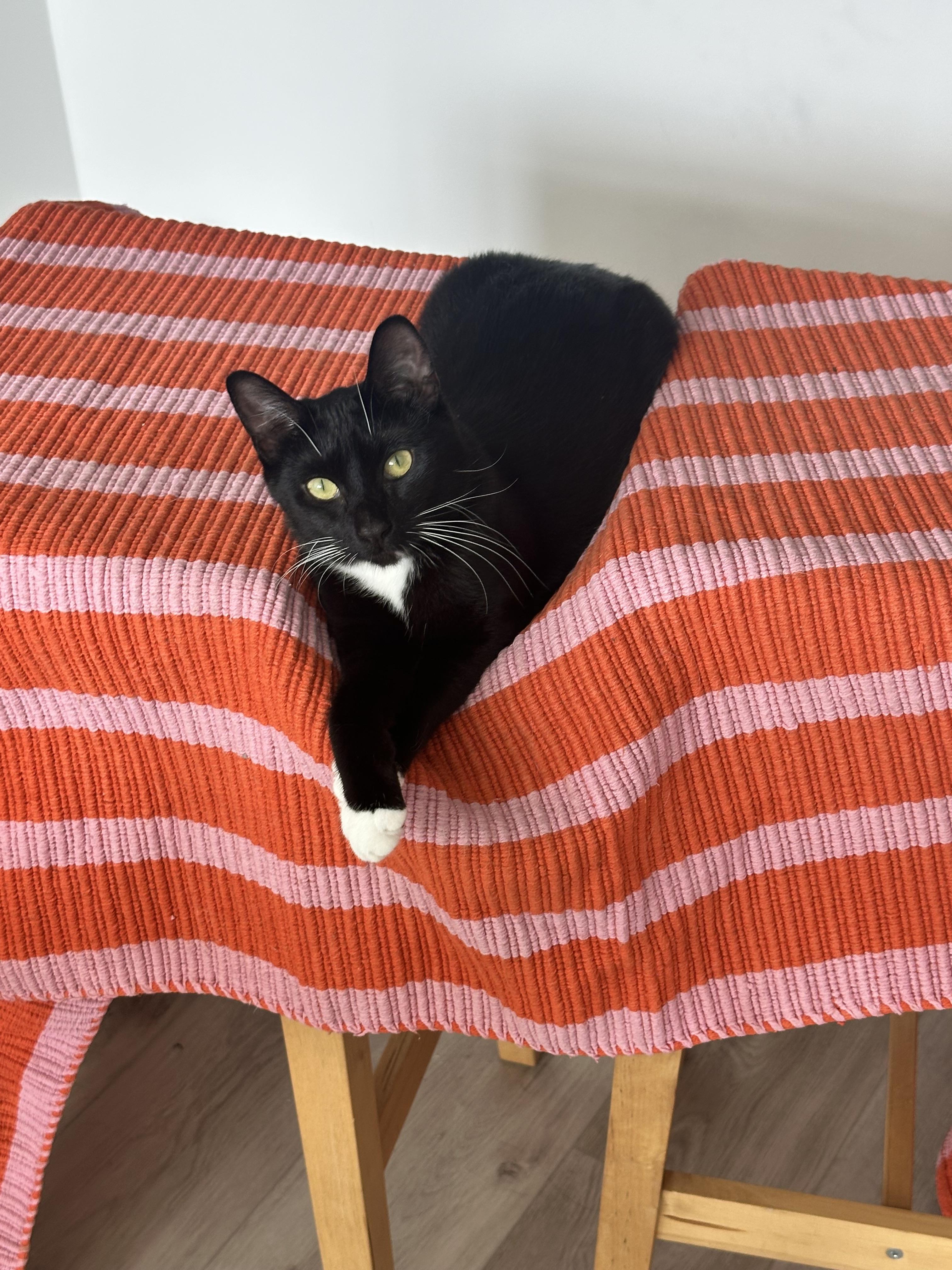 Enlarge Matte, a ADOPTABLE Domestic Short Hair in Brooklyn, NY image 2/4