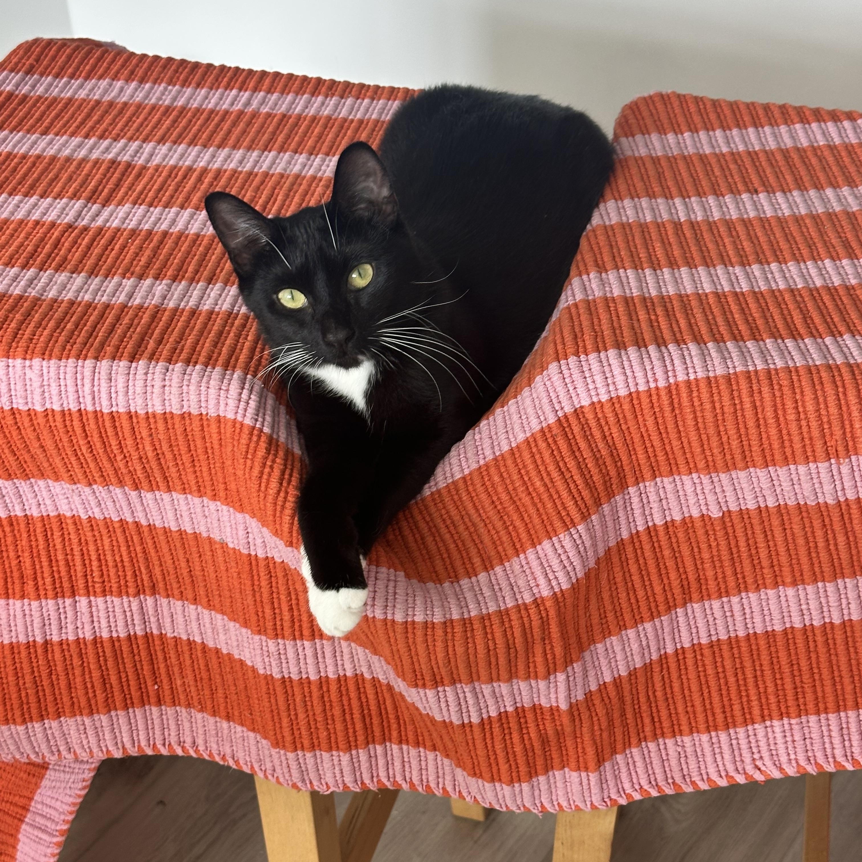 Enlarge Matte, a Adoptable Domestic Short Hair in Brooklyn, NY image 1/4