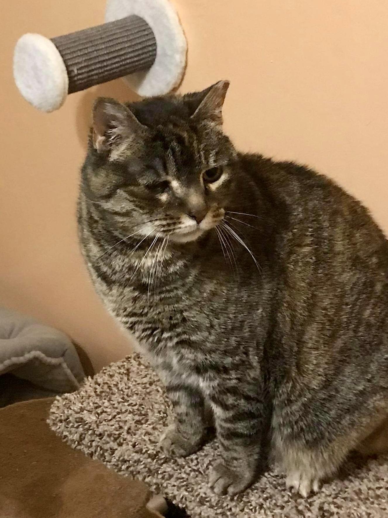 Enlarge Sadie, a Adoptable Tabby in North Haledon, NJ image 1/5