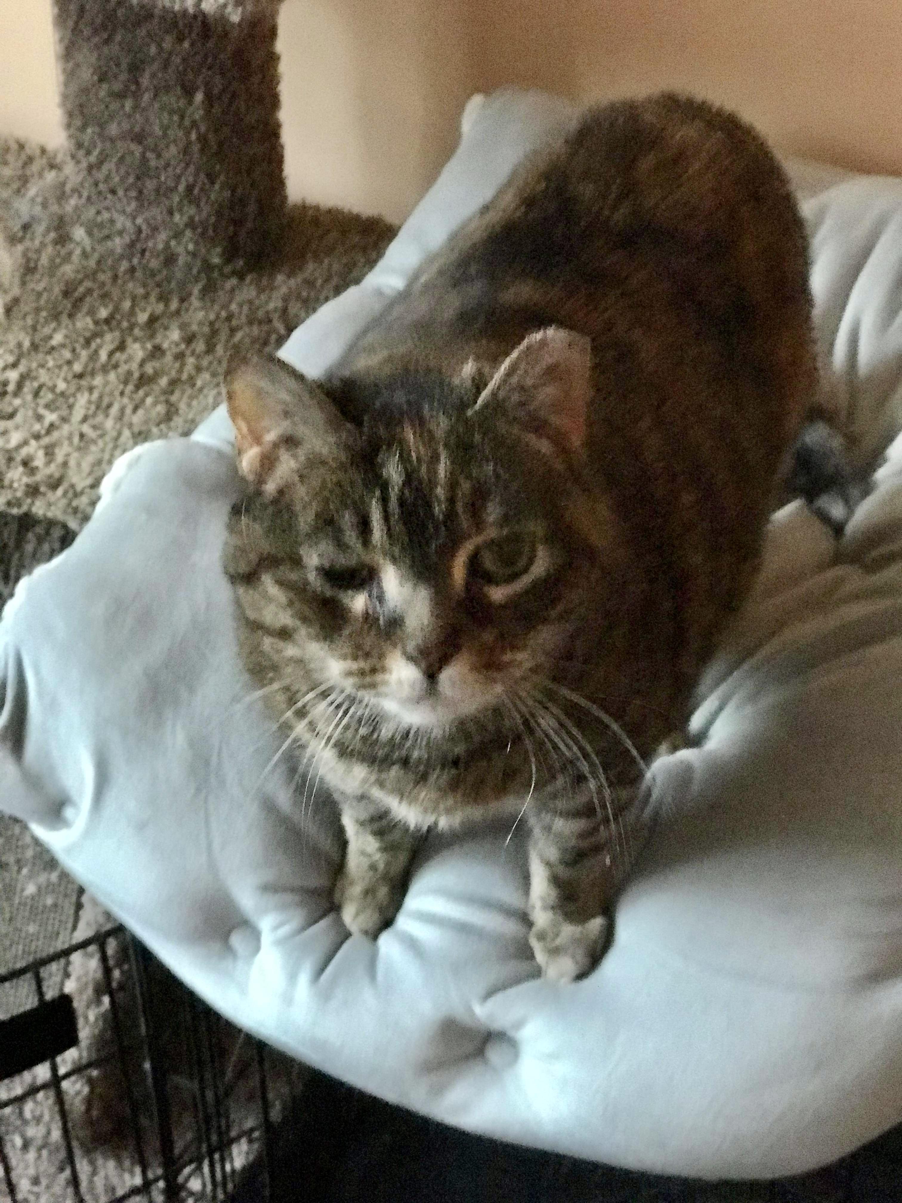 Enlarge Sadie, a Adoptable Tabby in North Haledon, NJ image 2/5