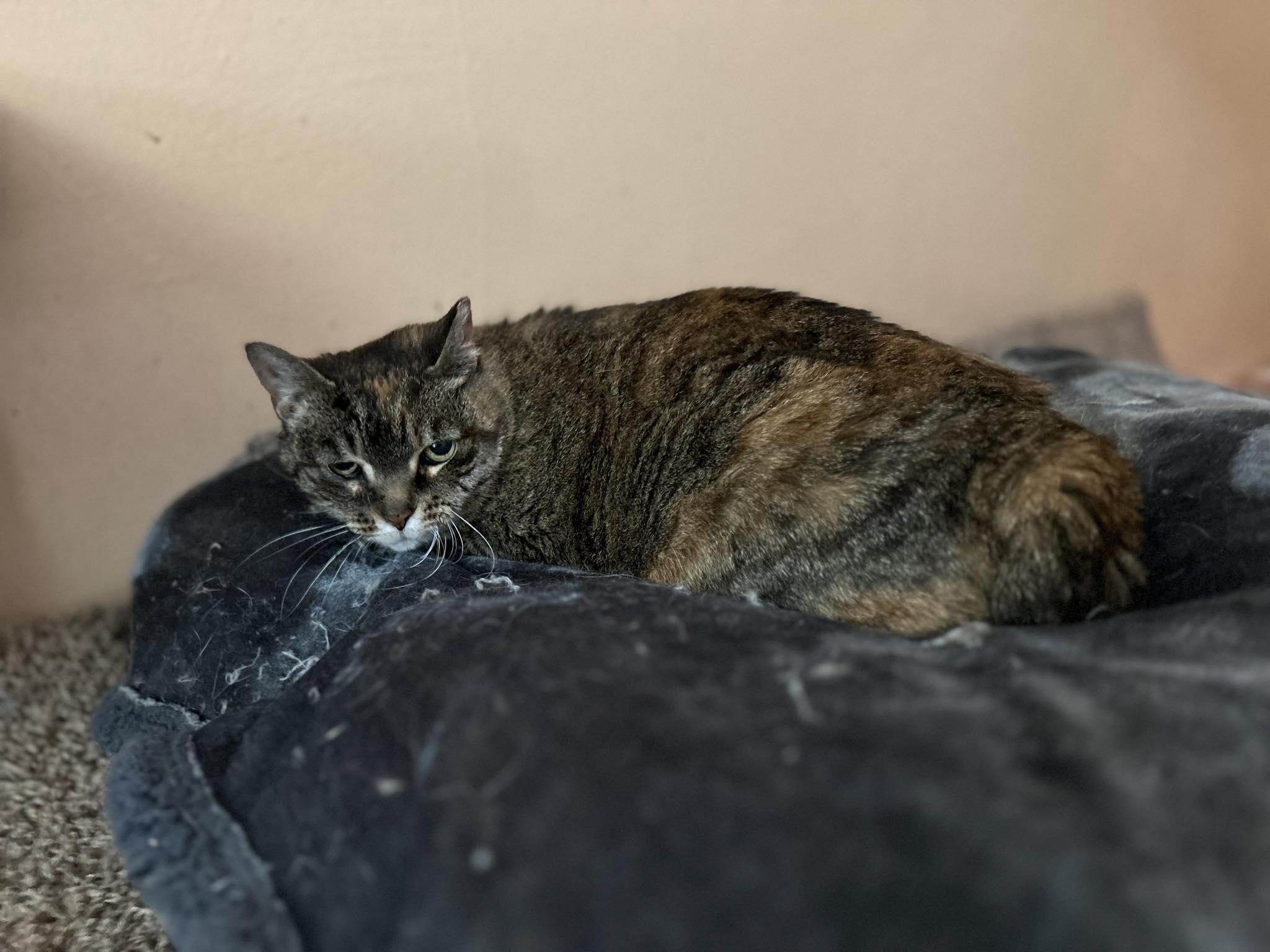 Enlarge Sadie, a Adoptable Tabby in North Haledon, NJ image 3/5