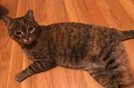 Enlarge Sadie, a Adoptable Tabby in North Haledon, NJ image 4/5