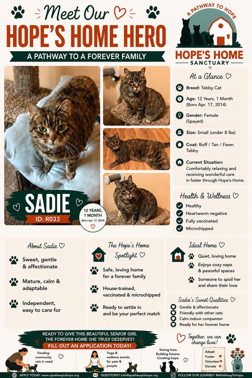 Sadie, a Adoptable Tabby in North Haledon, NJ image 5/6