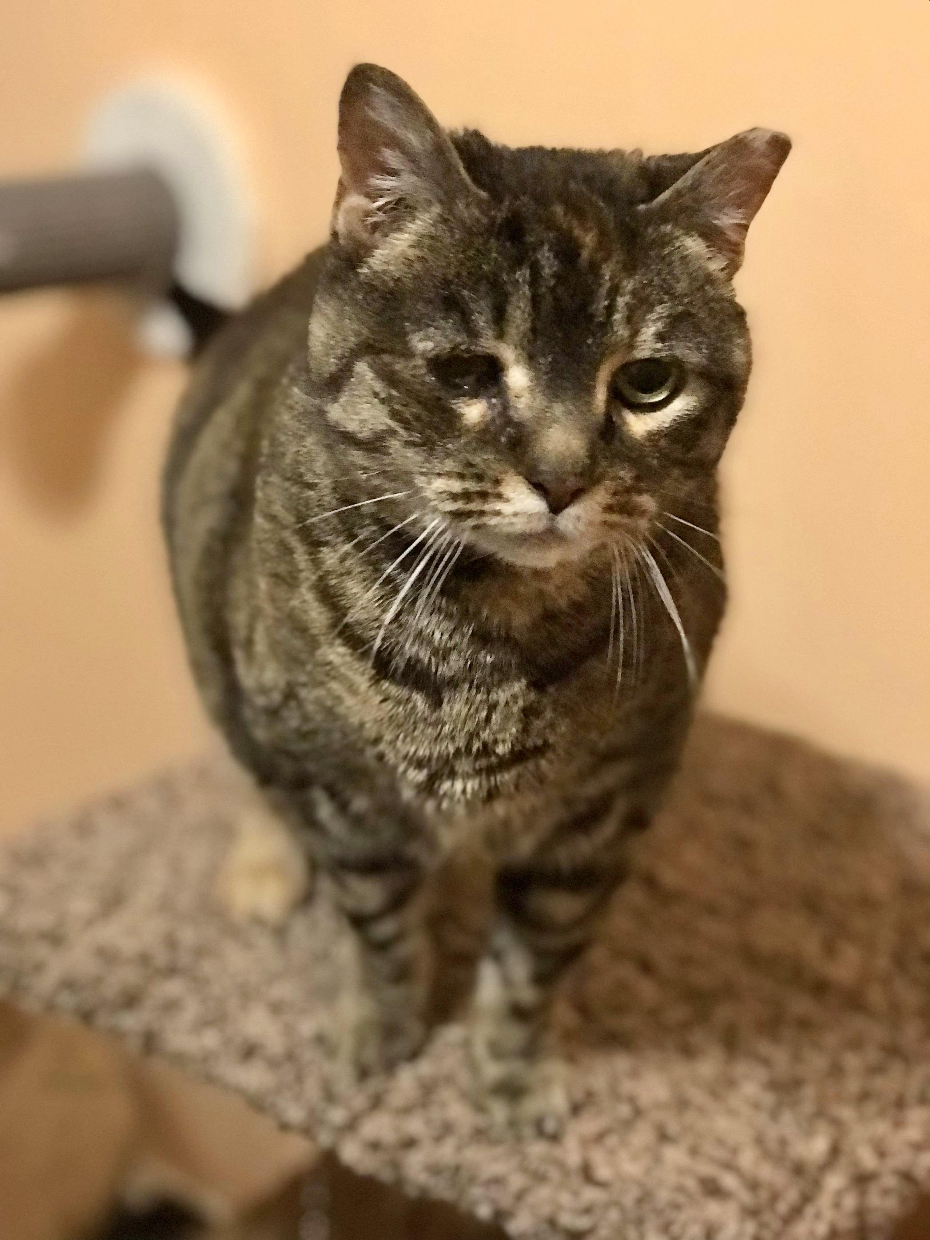 Enlarge Sadie, a Adoptable Tabby in North Haledon, NJ image 5/5