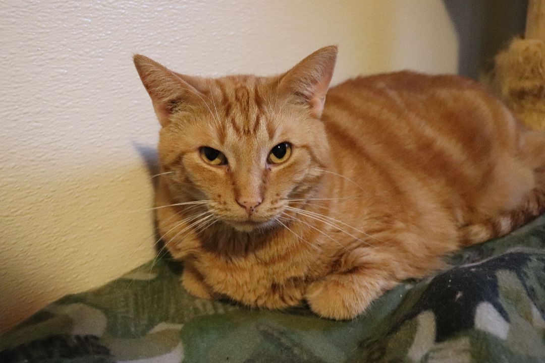 Festus, a Adoptable Domestic Short Hair in Moline, IL image 2/2