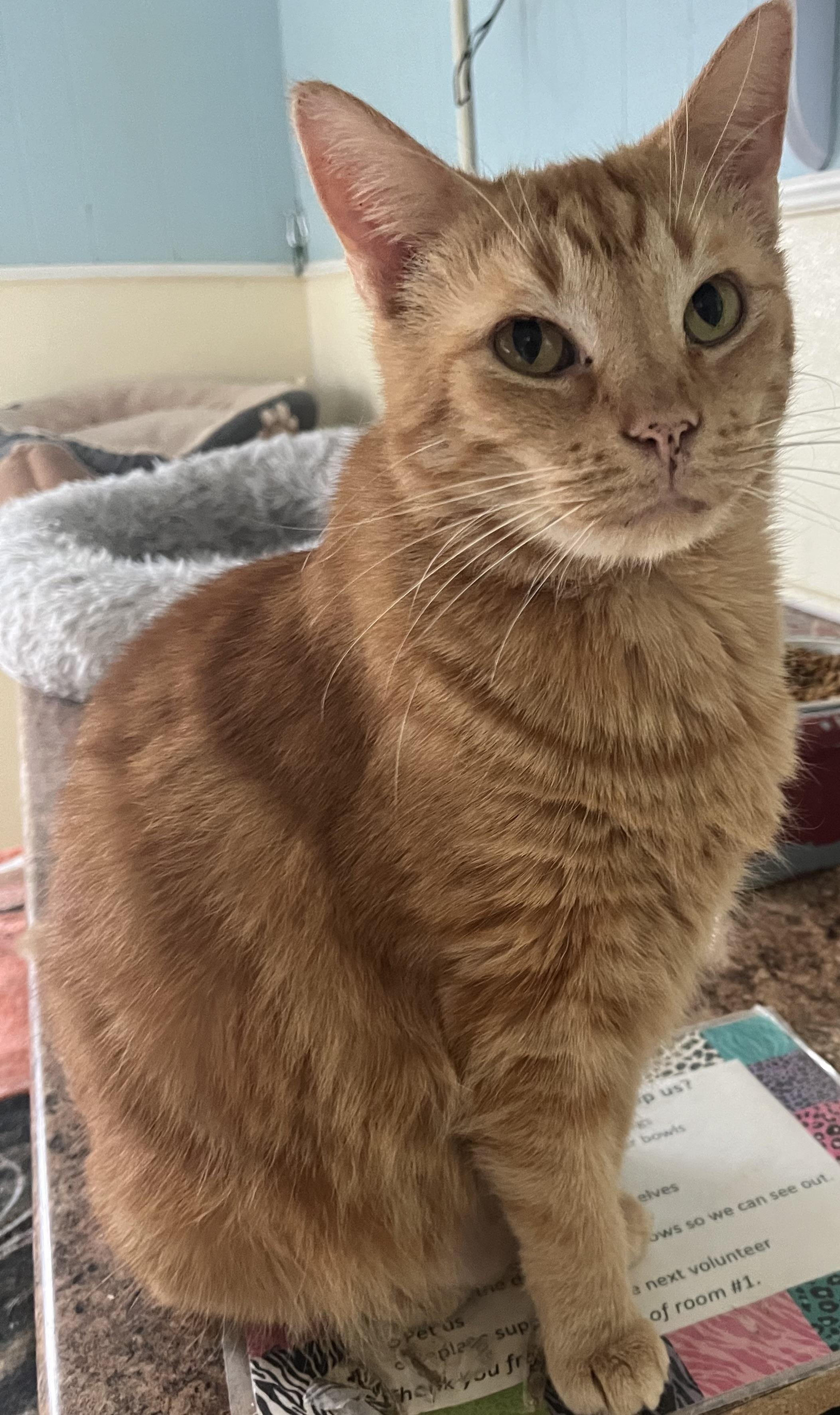 Festus, a Adoptable Domestic Short Hair in Moline, IL image 1/2