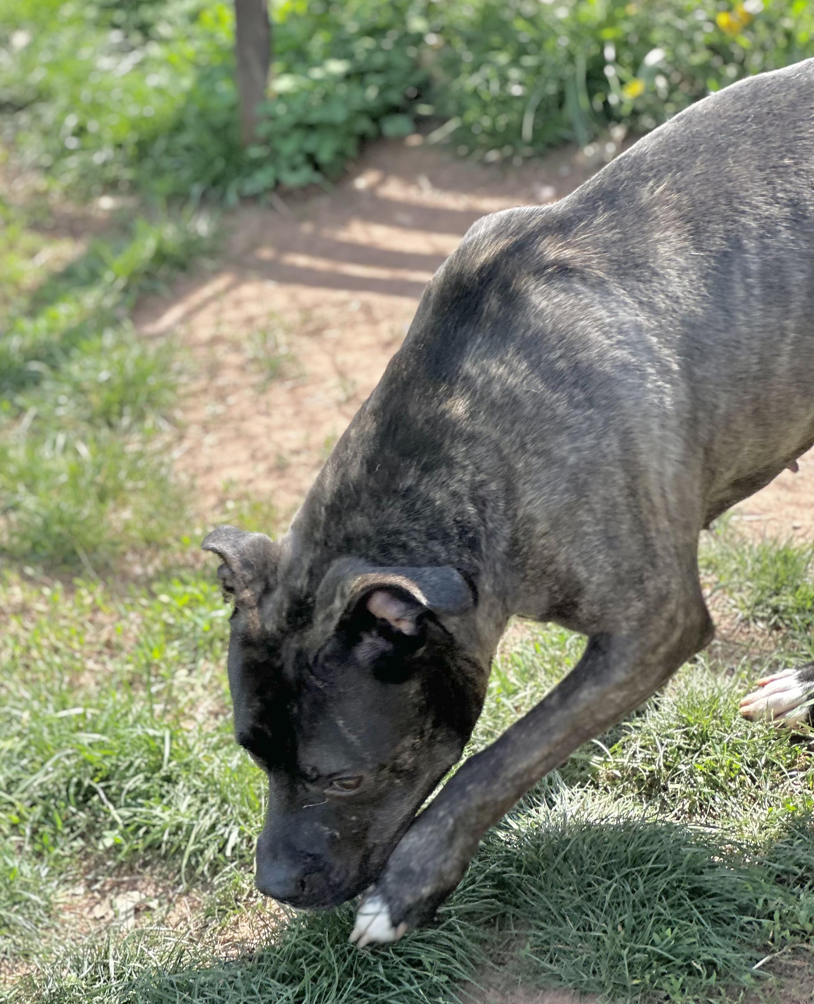 Enlarge Ivy, a ADOPTABLE Pit Bull Terrier in Somerset, NJ image 4/5