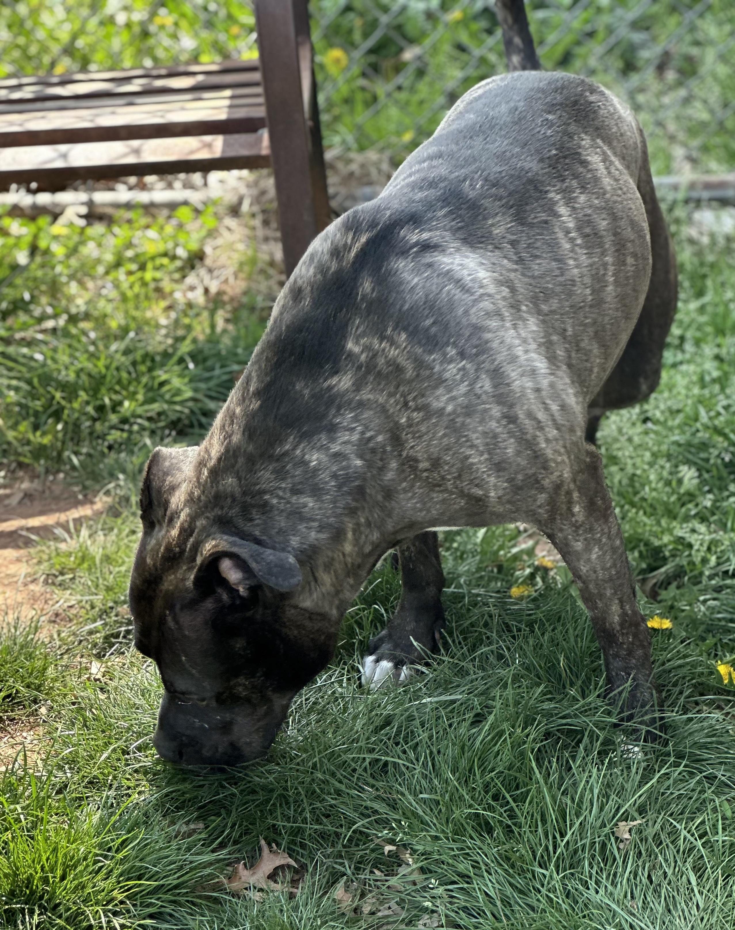 Enlarge Ivy, a ADOPTABLE Pit Bull Terrier in Somerset, NJ image 3/5