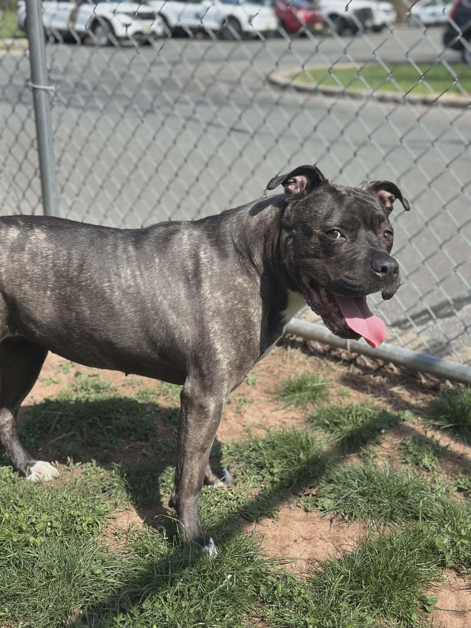 Ivy, ADOPTABLE, Adult Female Pit Bull Terrier.