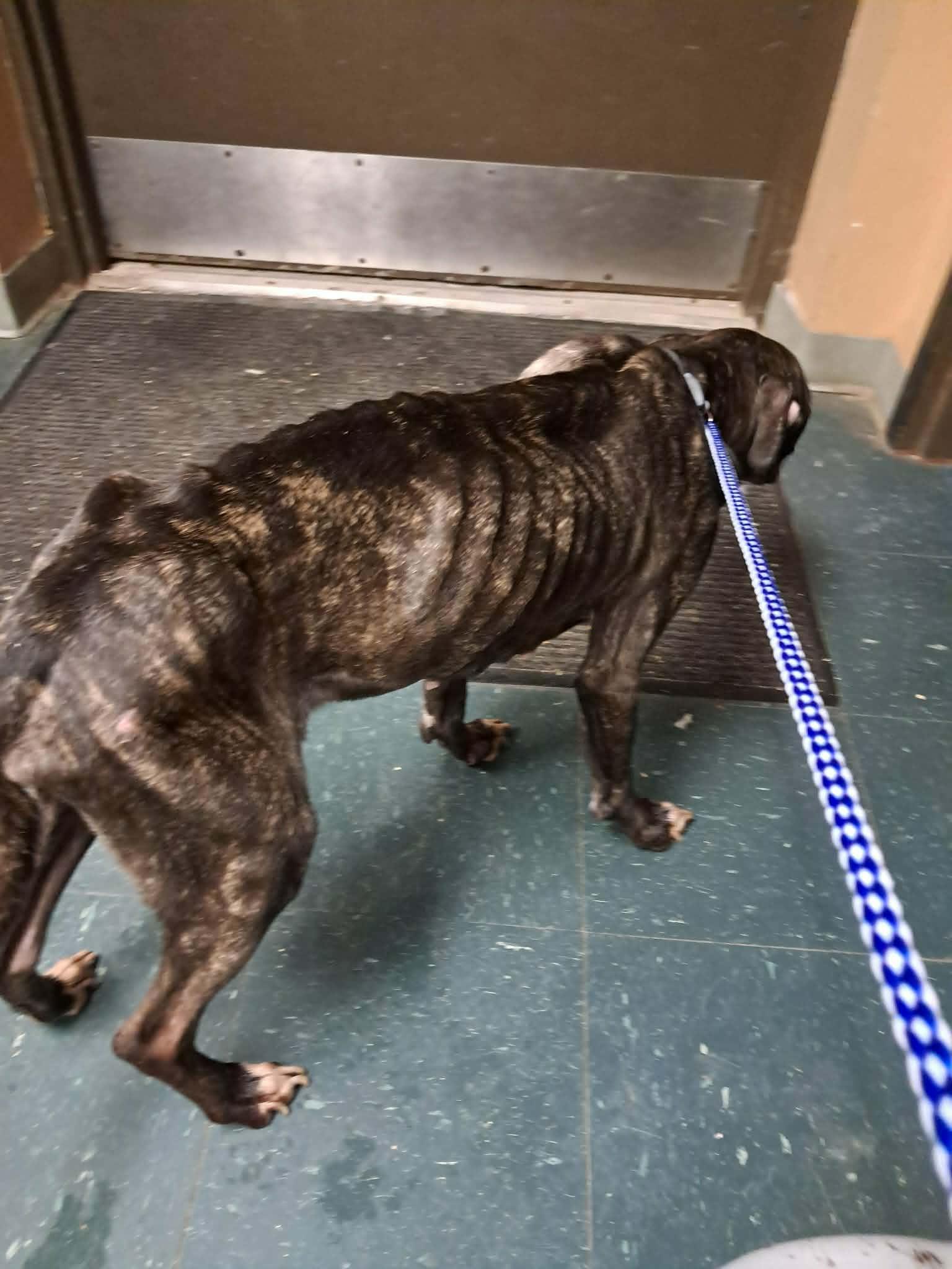 Enlarge Ivy, a ADOPTABLE Pit Bull Terrier in Somerset, NJ image 5/5