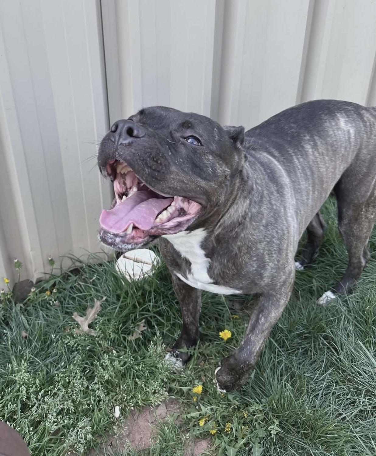 Enlarge Ivy, a ADOPTABLE Pit Bull Terrier in Somerset, NJ image 2/5