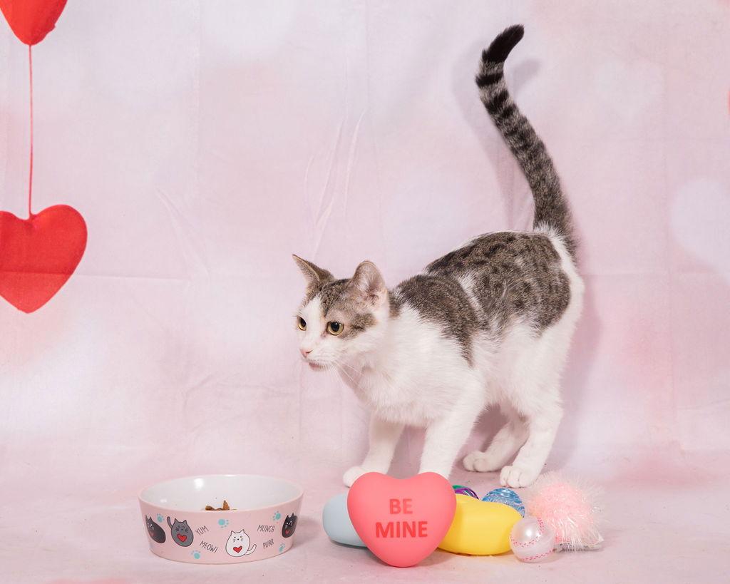 Lenny, a Adoptable Domestic Short Hair in Oakland Park, FL image 1/3