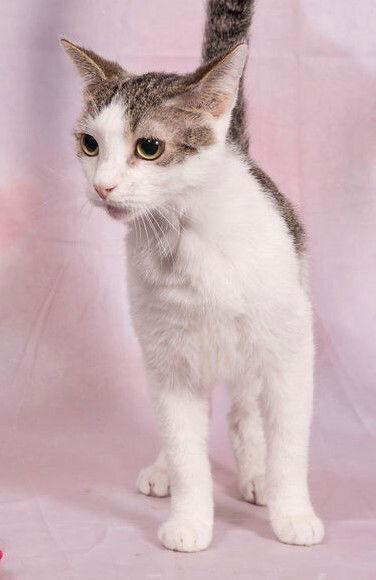 Lenny, a Adoptable Domestic Short Hair in Oakland Park, FL image 2/3