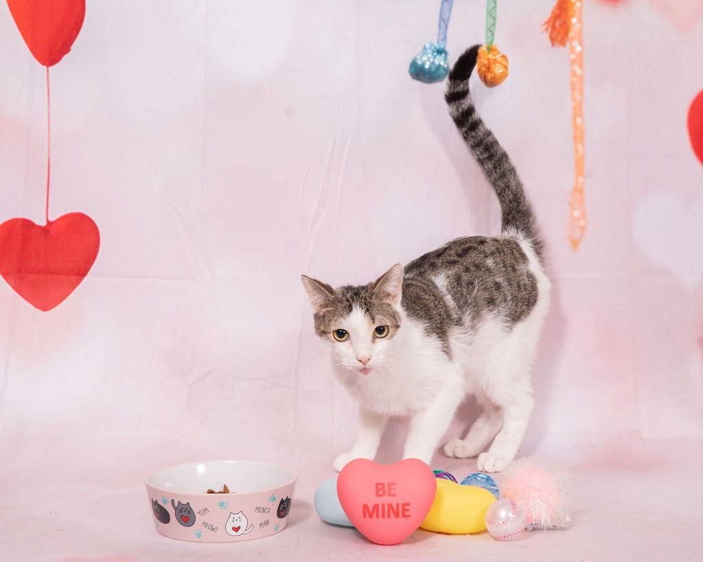 Lenny, a Adoptable Domestic Short Hair in Oakland Park, FL image 3/3